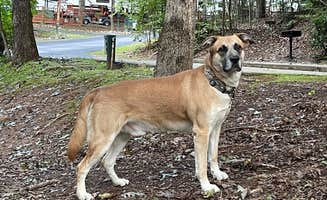 Angela Kristen T.'s photo of camping with pets at Horseshoe Trails Camping Resort near Chattahoochee-Oconee National Forest