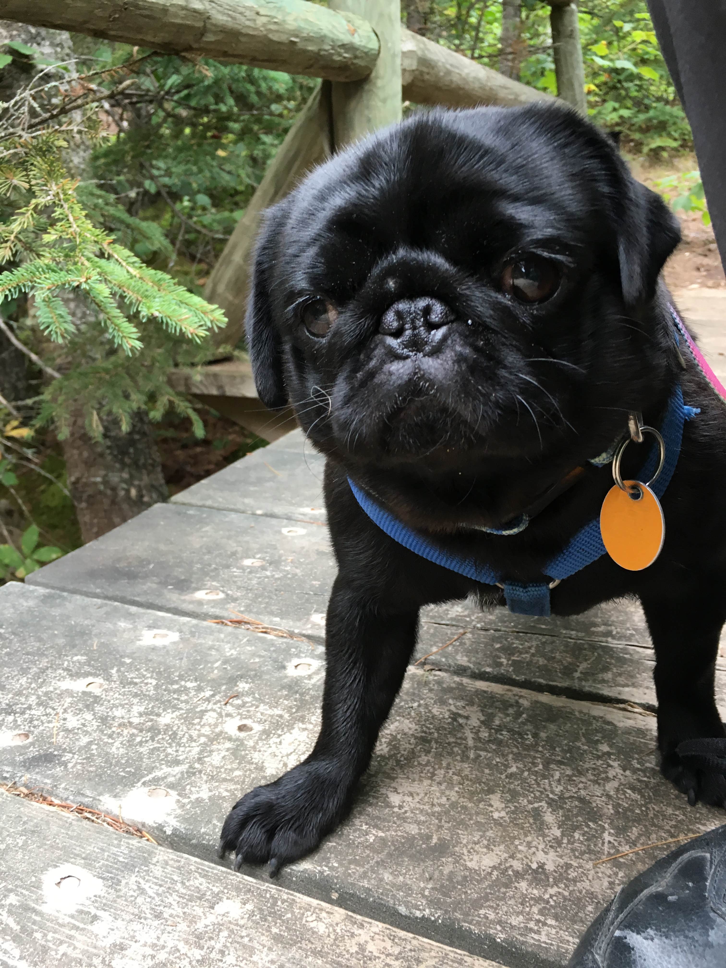 Janet R.'s photo of camping with pets at Cascade River State Park Campground near Grand Marais, MN