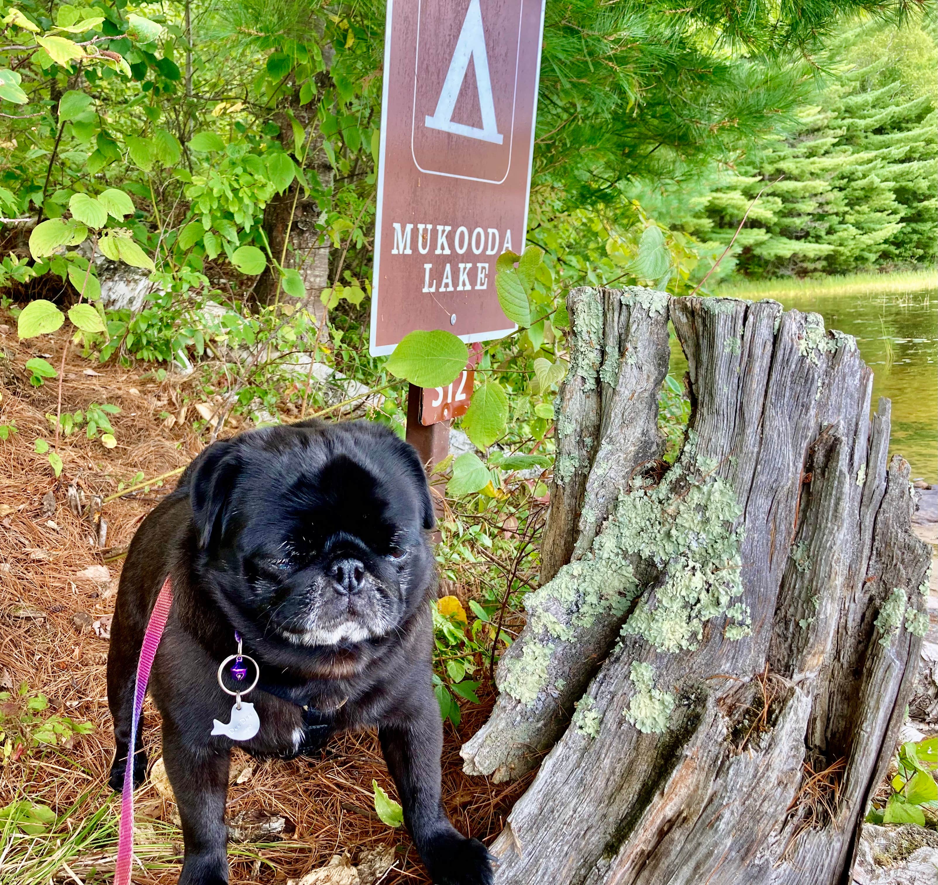 Camper-submitted photo at Mukooda Lake Campground — Voyageurs National Park near Voyageurs National Park