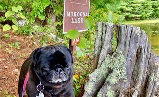 Janet R.'s photo of camping with pets at Mukooda Lake Campground — Voyageurs National Park near Ranier, MN