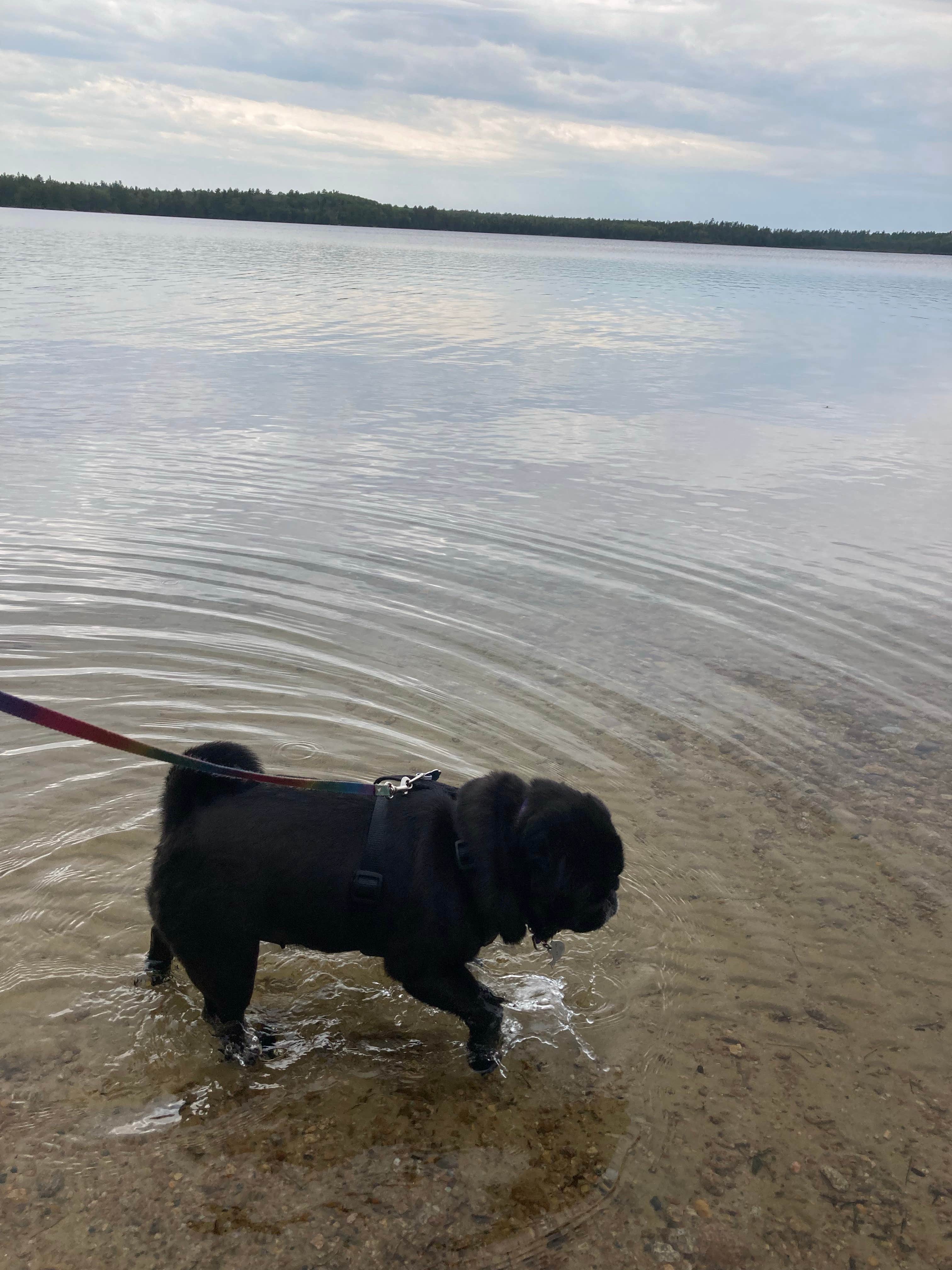 Janet R.'s photo of camping with pets at Mukooda Lake Campground — Voyageurs National Park near Ranier, MN