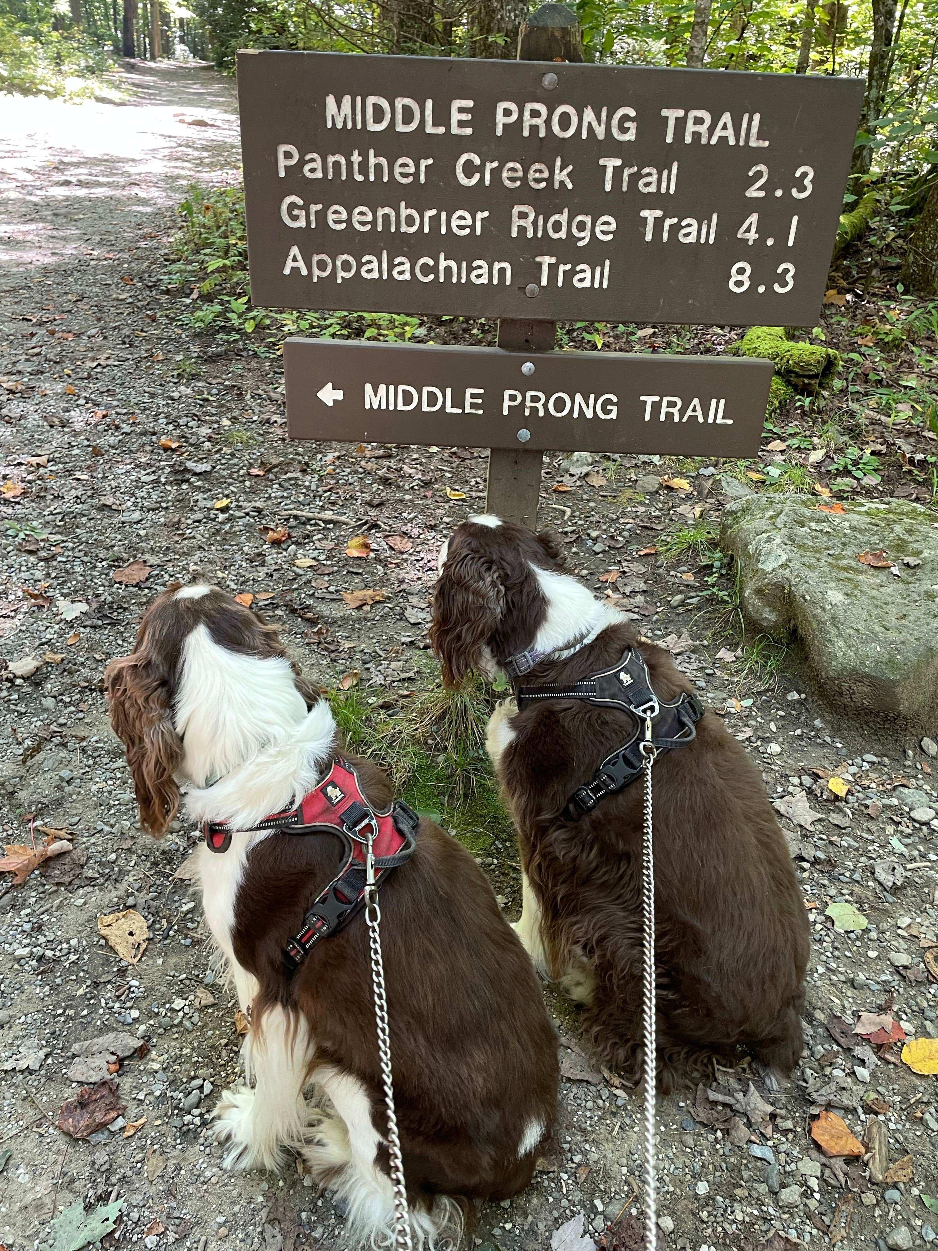 Joel R.'s photo of camping with pets at Mountaineer Campground near Maryville, TN