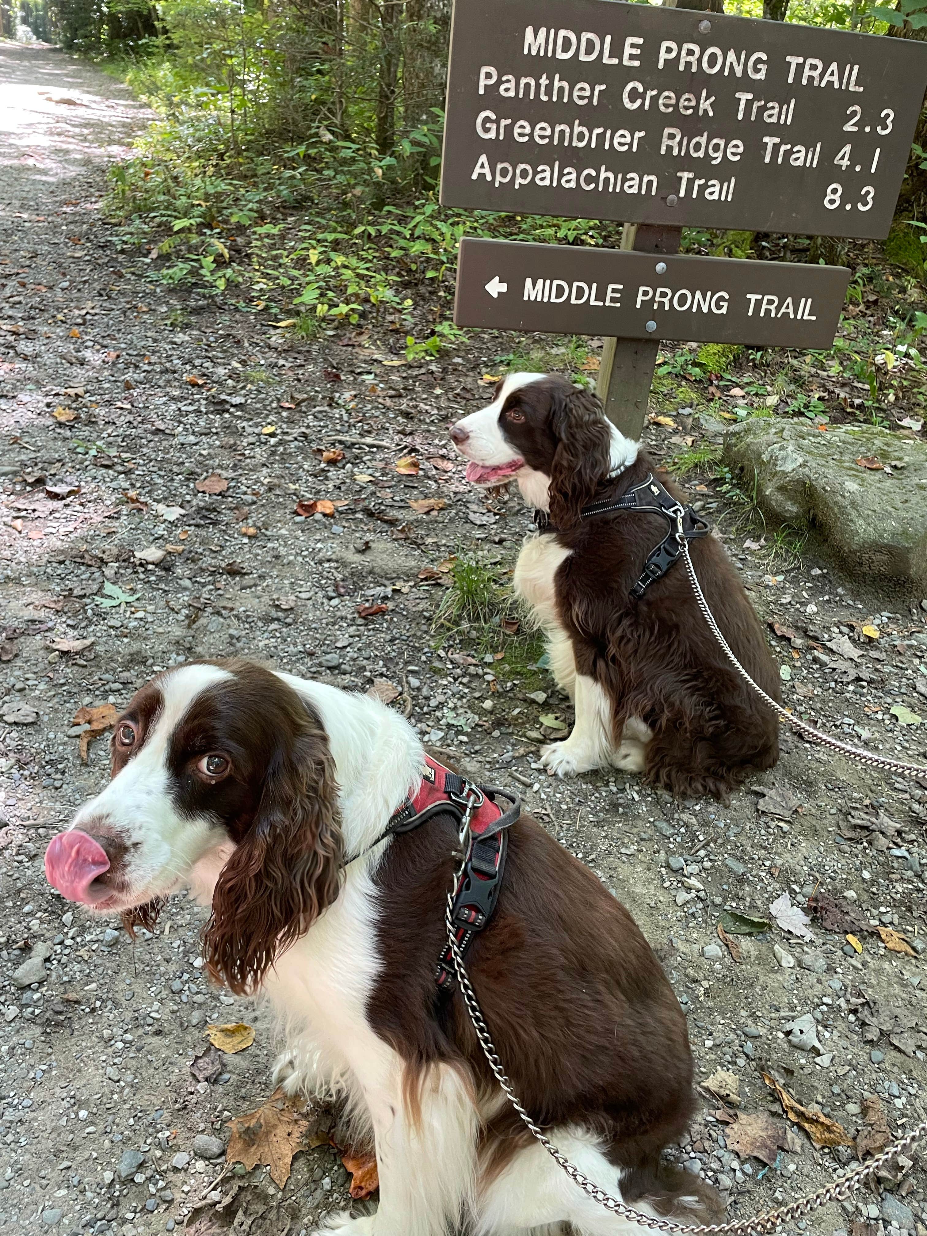Joel R.'s photo of camping with pets at Elkmont Campground — Great Smoky Mountains National Park near Bryson City, NC