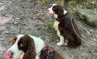Joel R.'s photo of camping with pets at Elkmont Campground — Great Smoky Mountains National Park near Pigeon Forge, TN