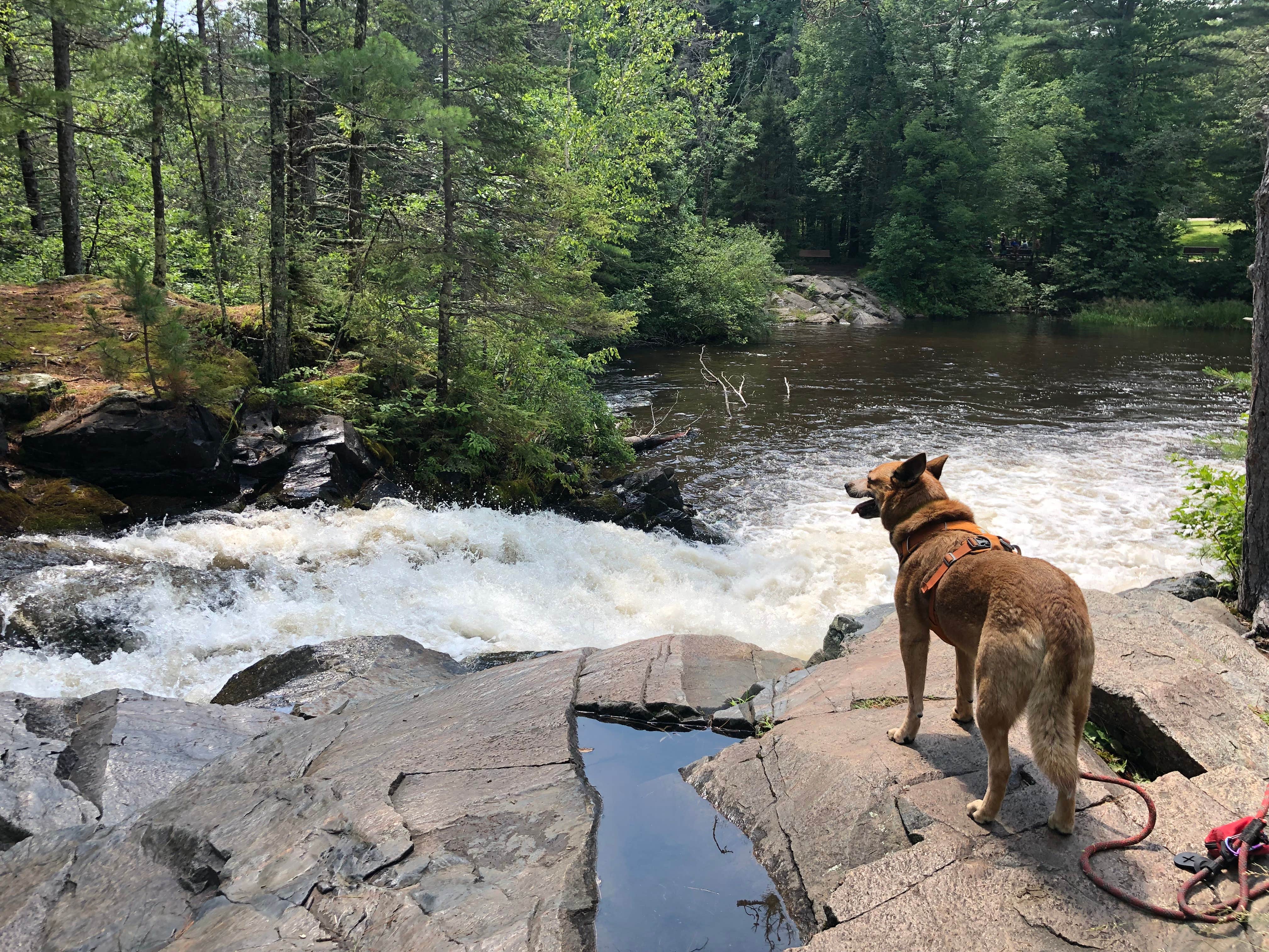 Art S.'s photo of camping with pets at Twelve Foot Falls County Park near Townsend, WI