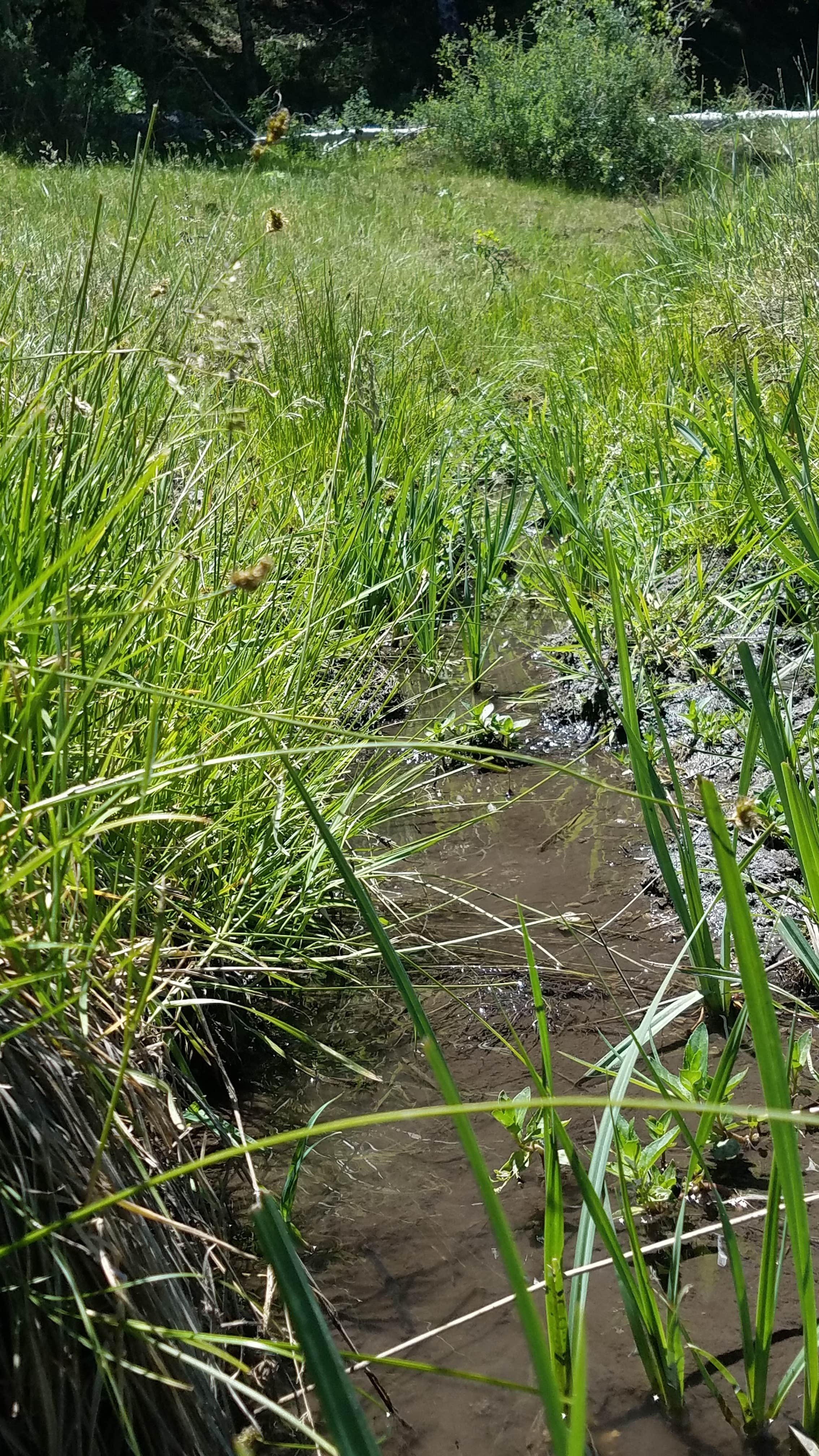 Camper-submitted photo at Dry Canyon Campground near Preston, ID