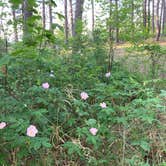 Review photo of Norway Beach - Cass Lake Walk-In Campground Loop by Janet R., September 29, 2021