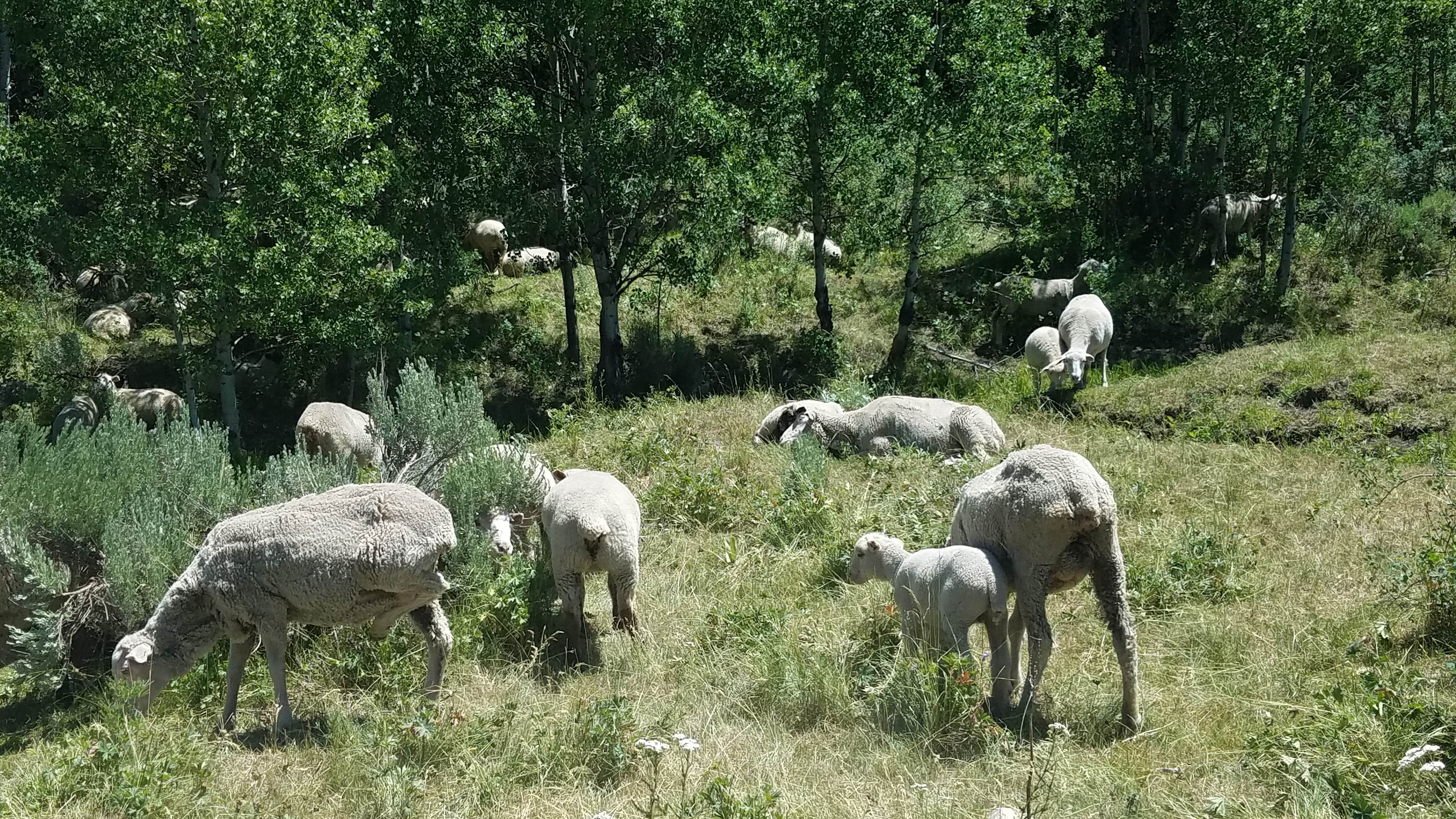Camper-submitted photo at Dry Canyon Campground near Preston, ID