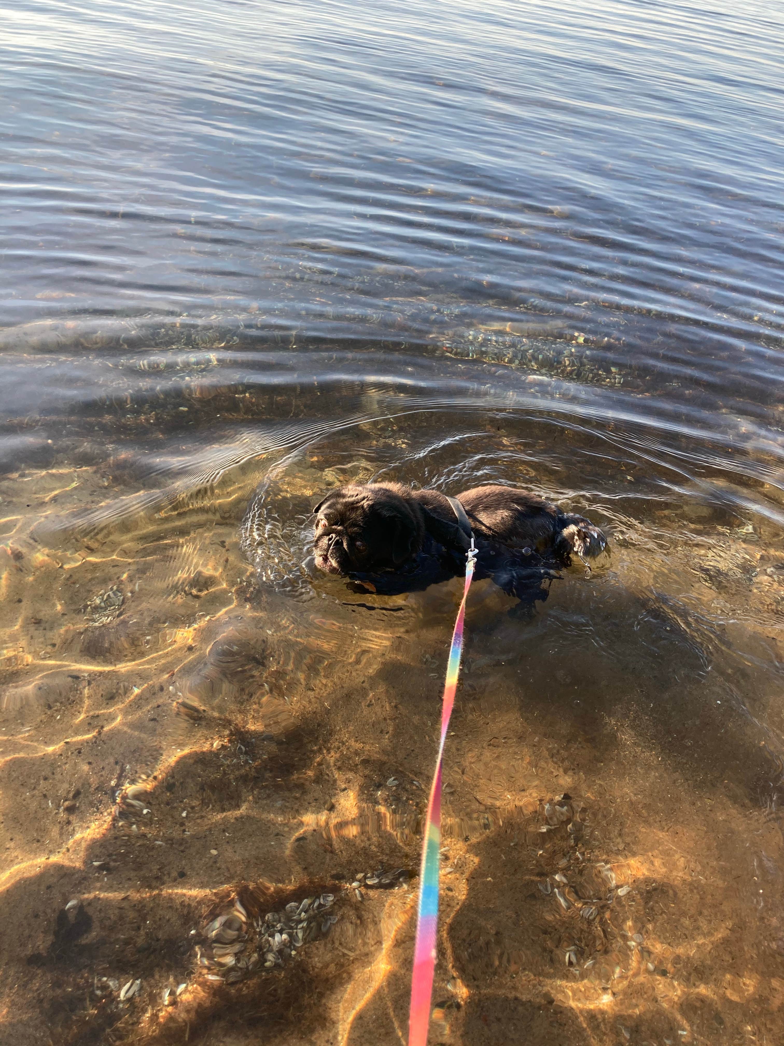 Janet R.'s photo of camping with pets at Norway Beach - Cass Lake Walk-In Campground Loop near Deer River, MN