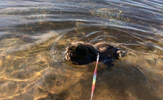 Janet R.'s photo of camping with pets at Norway Beach - Cass Lake Walk-In Campground Loop near Bigfork, MN