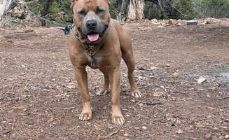 kaitlynn's photo of camping with pets at Black Canyon Dispersed Camping near Curecanti National Recreation Area
