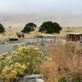 Review photo of Pinon Flats Campground — Great Sand Dunes National Park by Myndi C., September 29, 2021