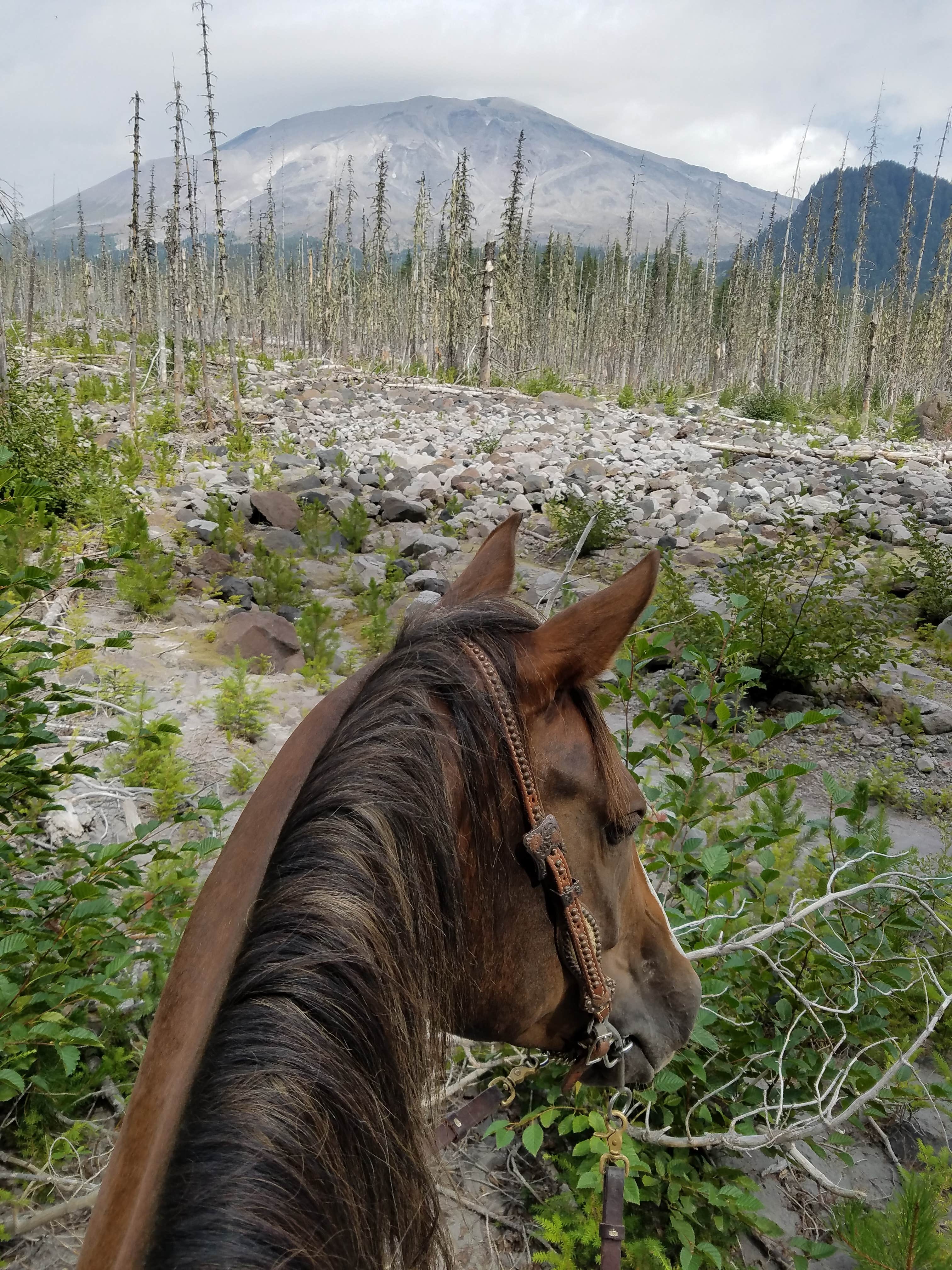 Kelcie T.'s photo of camping with a horse at Kalama Horse Camp Campground near Vancouver, WA