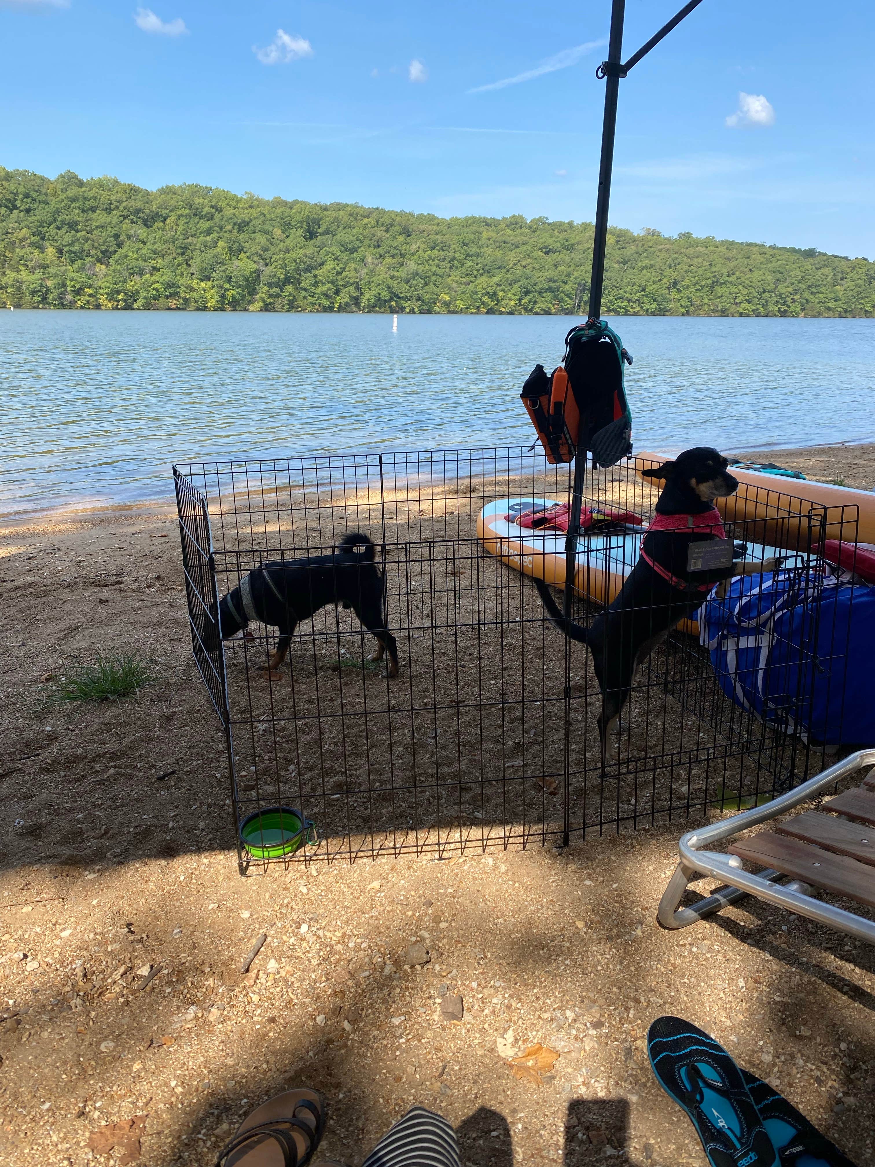 Shannon G.'s photo of camping with pets at Lake of the Ozarks State Park Campground near Fort Leonard Wood, MO