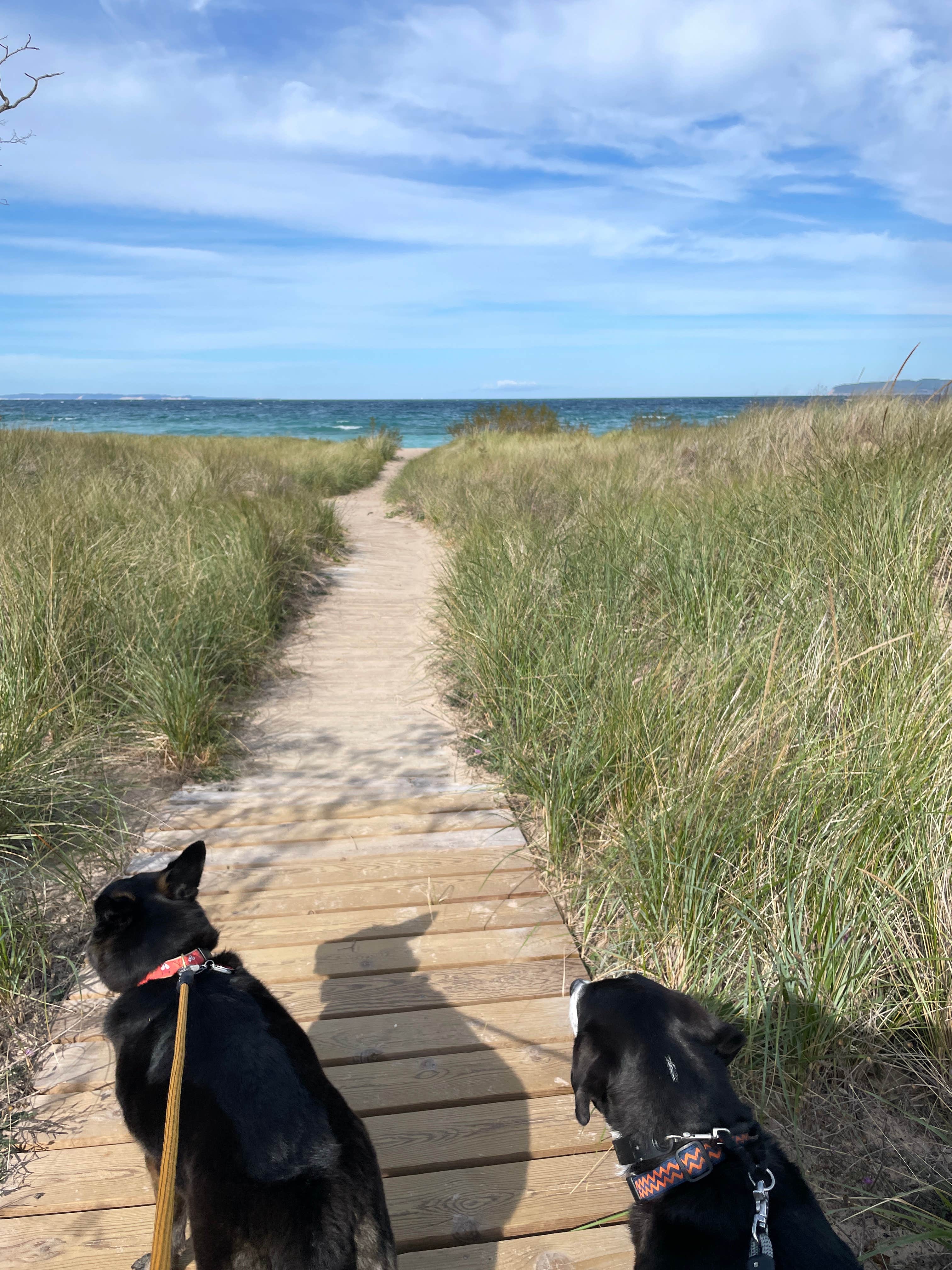 Lynn R.'s photo of camping with pets at D.H. Day Campground — Sleeping Bear Dunes National Lakeshore in Michigan