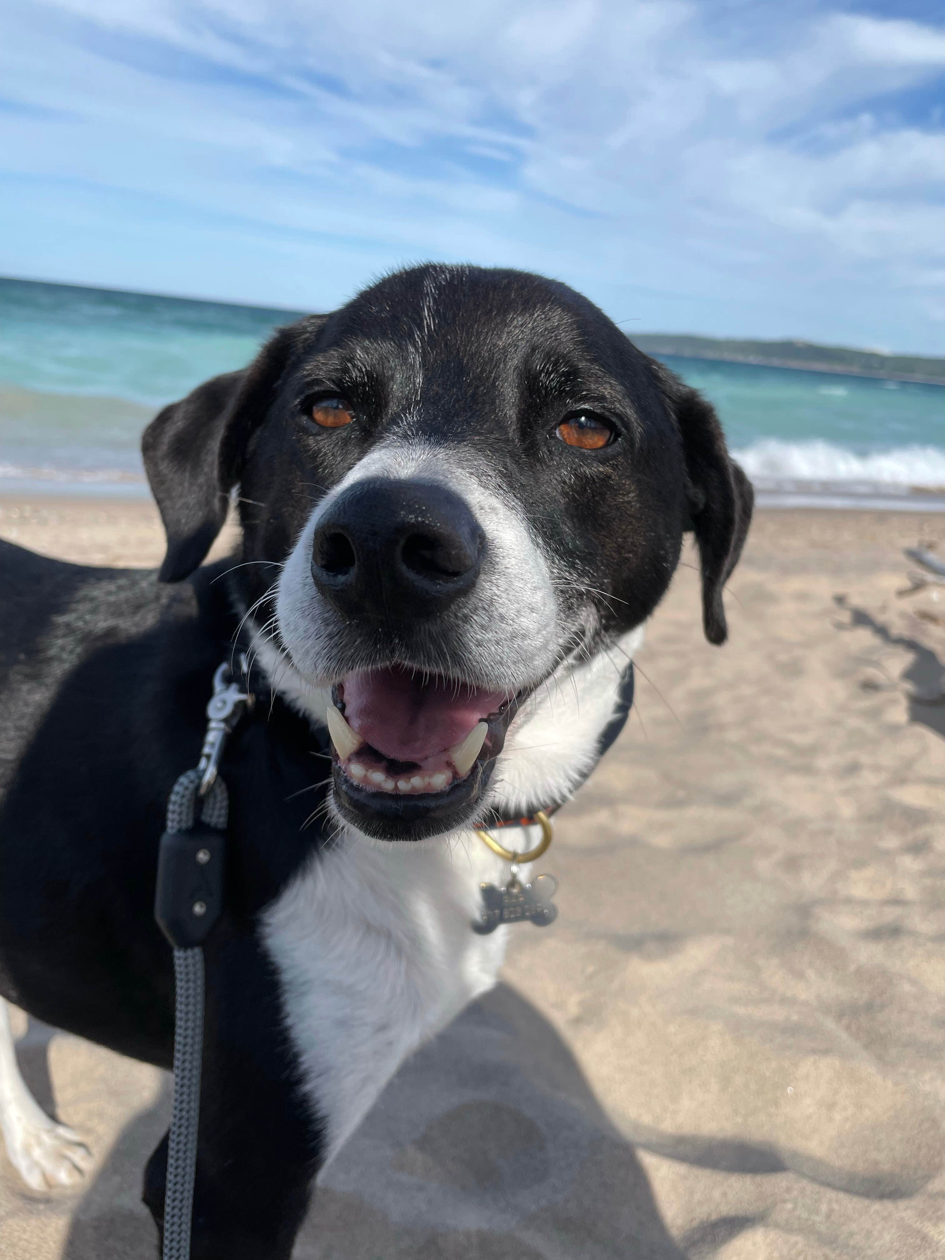Lynn R.'s photo of camping with pets at D.H. Day Campground — Sleeping Bear Dunes National Lakeshore near Empire, MI