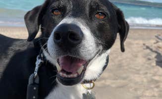 Lynn R.'s photo of camping with pets at D.H. Day Campground — Sleeping Bear Dunes National Lakeshore near Sleeping Bear Dunes National Lakeshore