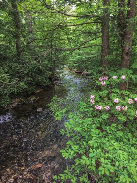 Camper submitted image from Fowlers Hollow State Park - 3