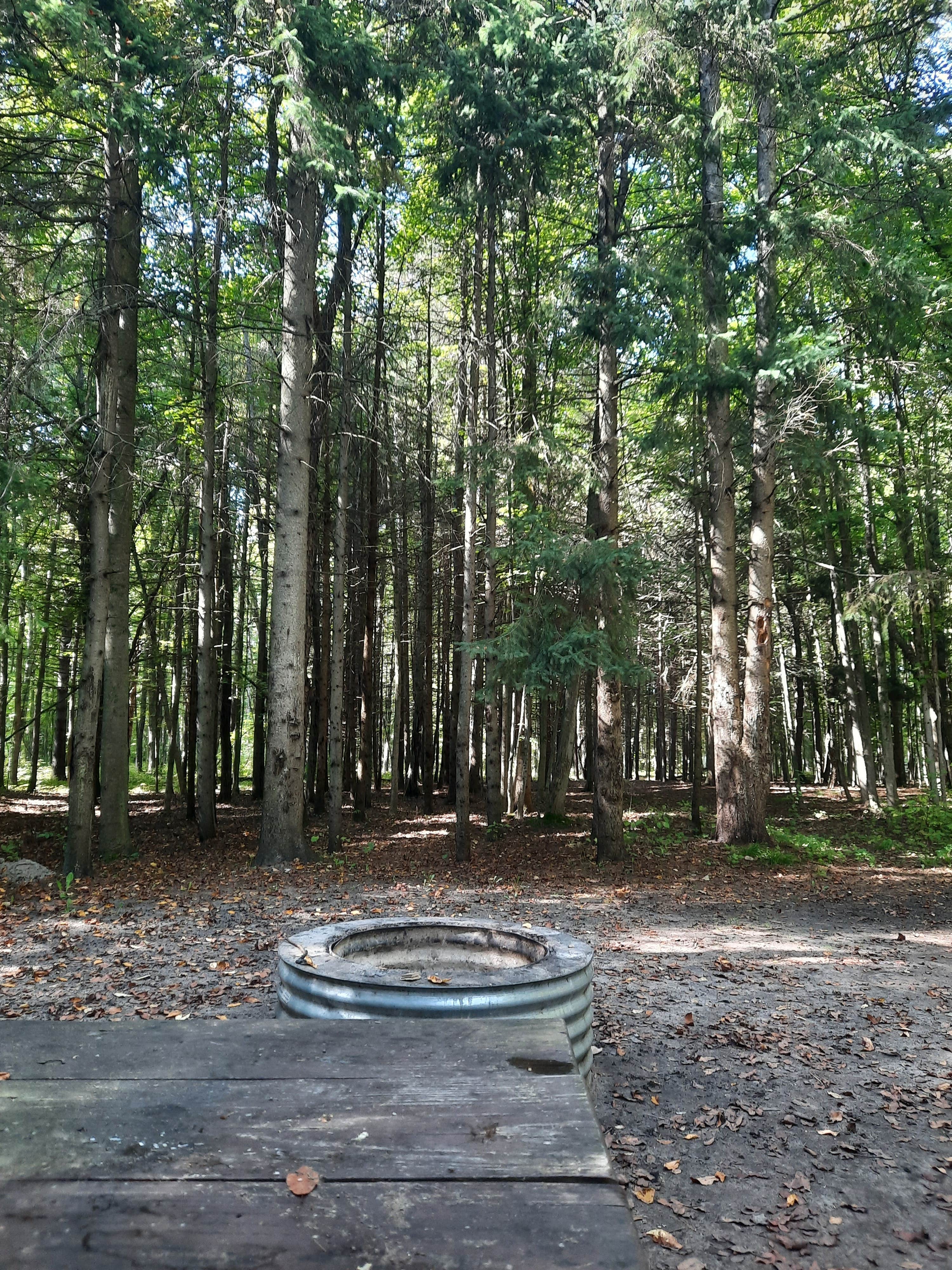 Camper-submitted photo at Platte River State Forest near Frankfort, MI