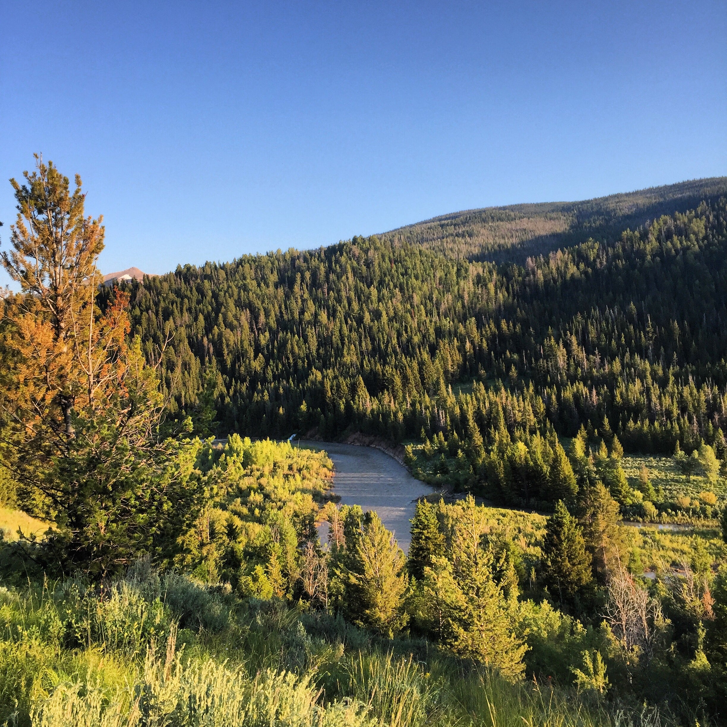 Camper submitted image from Gros Ventre Wilderness - 2