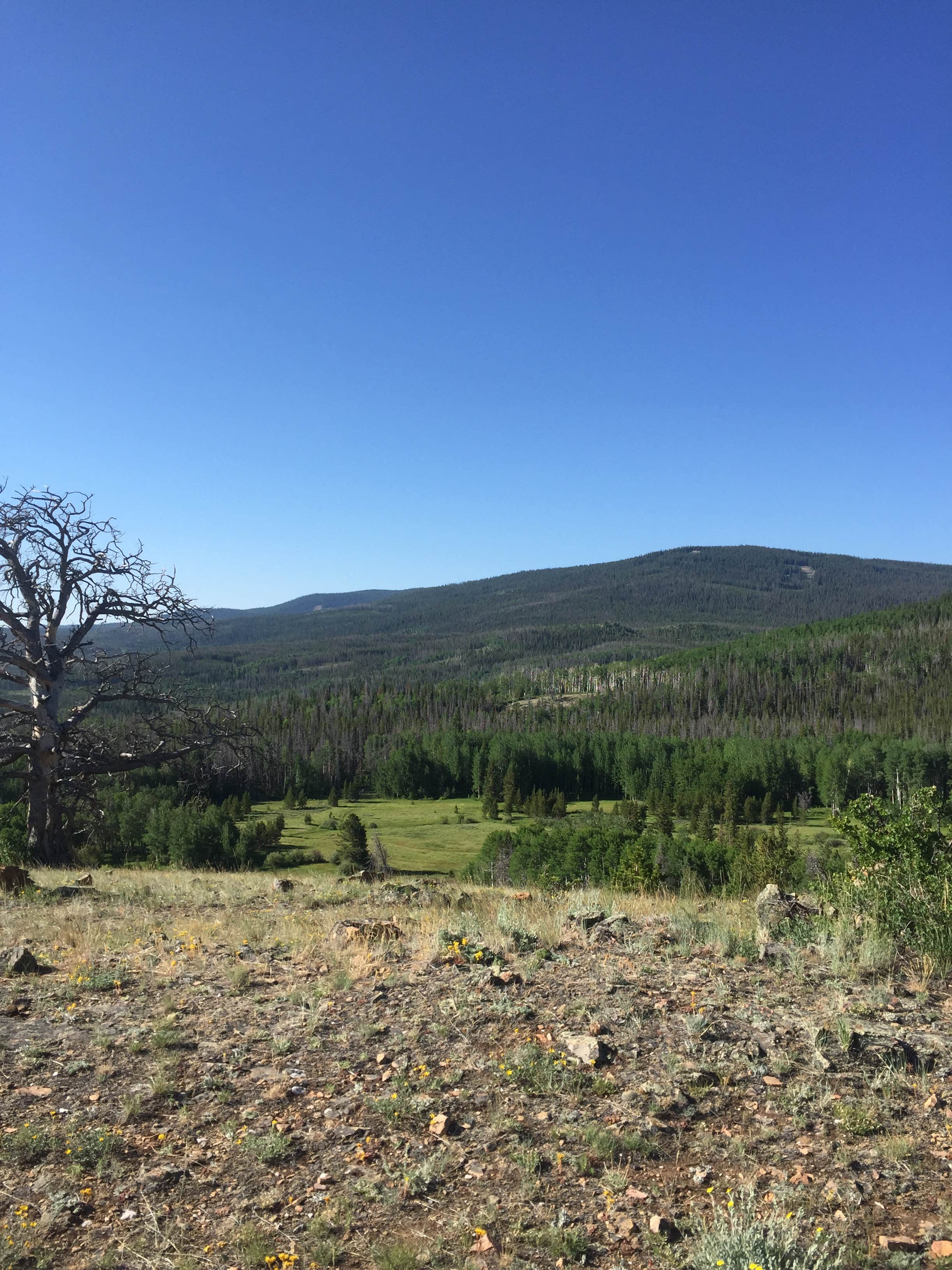 Camper submitted image from Medicine Bow - 1