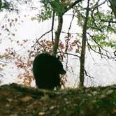 Review photo of Elkmont Campground — Great Smoky Mountains National Park by Joel R., September 26, 2021