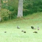Review photo of Elkmont Campground — Great Smoky Mountains National Park by Joel R., September 26, 2021