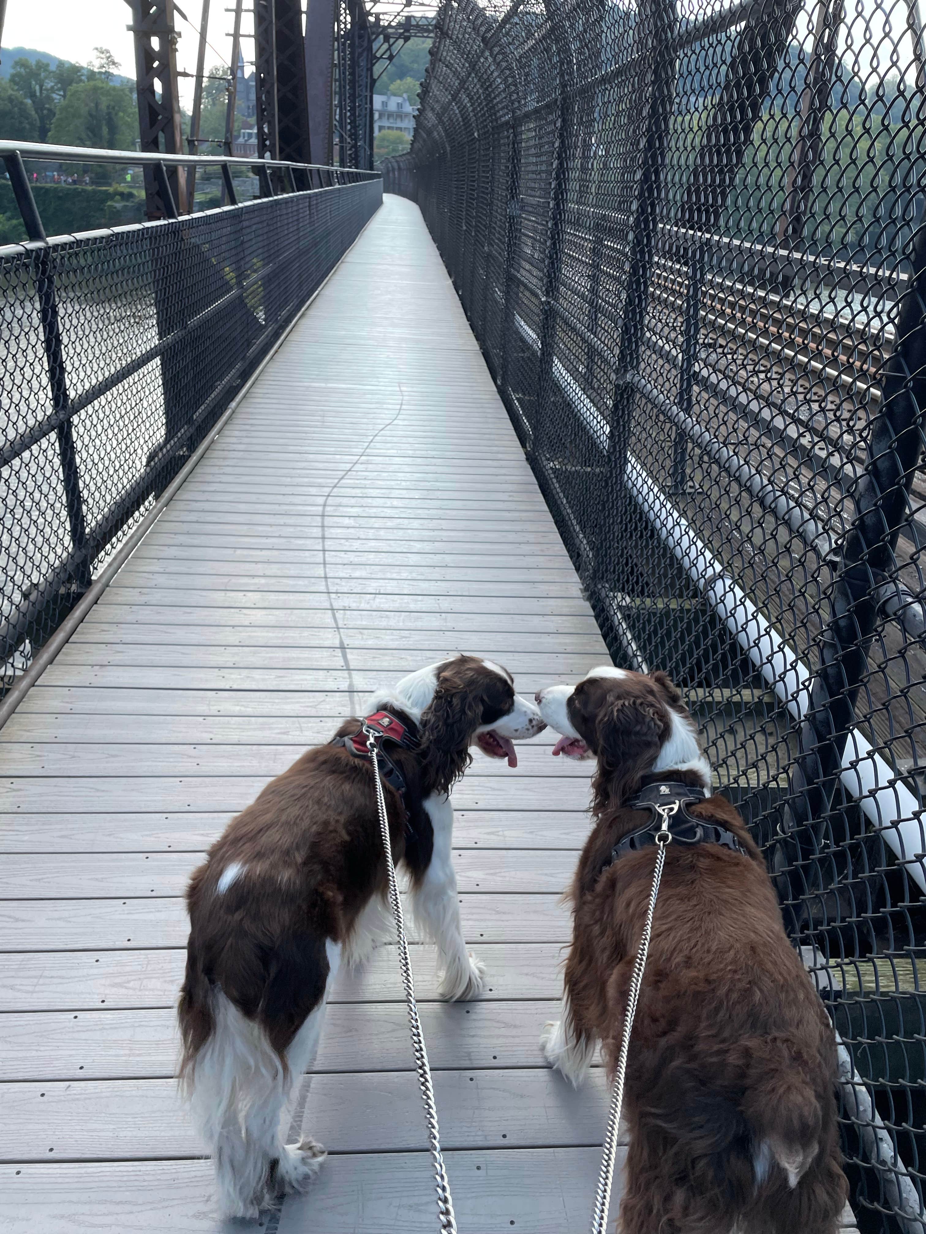Joel R.'s photo of camping with pets at Harpers Ferry / Civil War Battlefields KOA near Frederick, MD