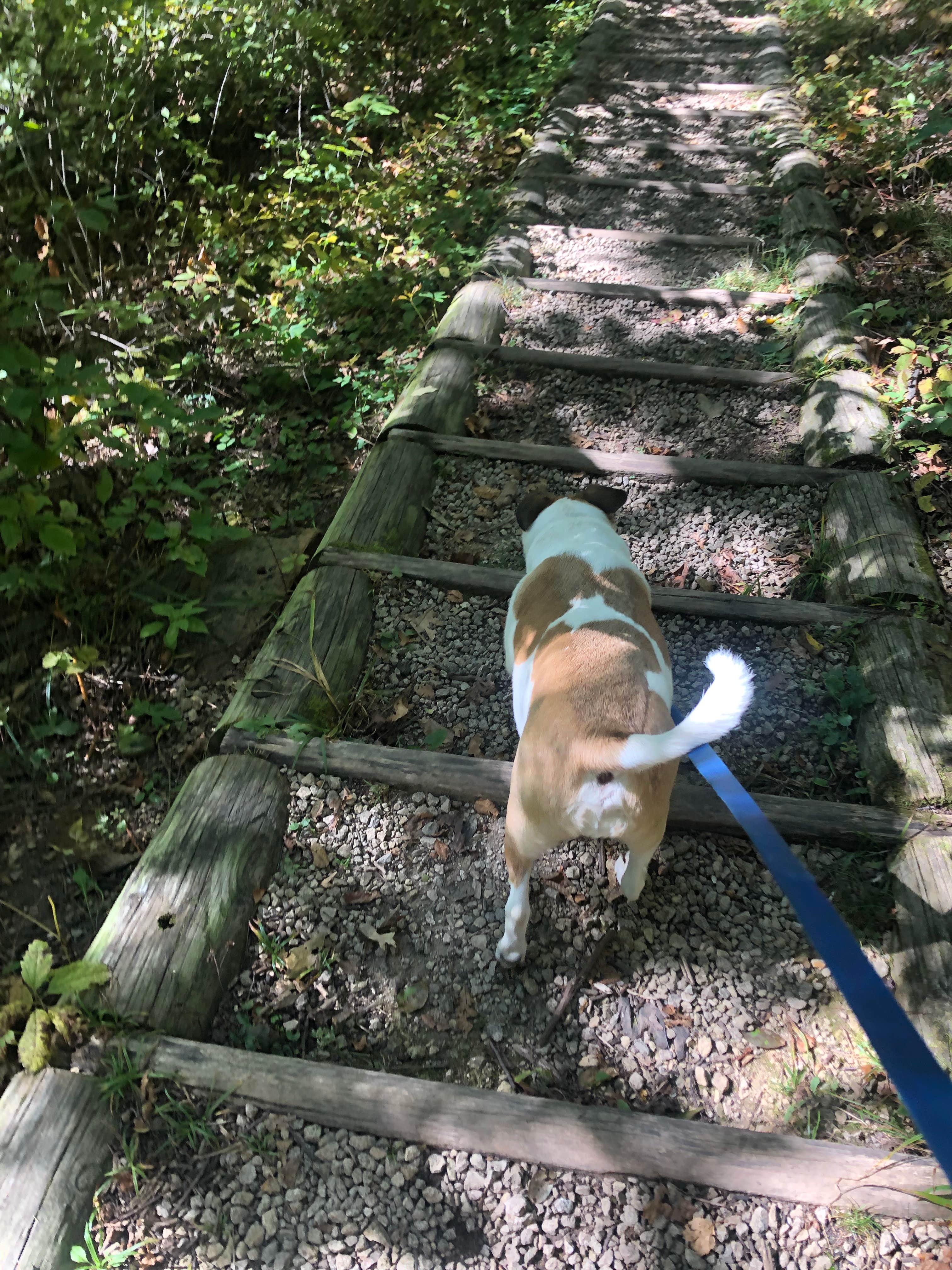 Heather H.'s photo of camping with pets at Blue Mound State Park Campground near Madison, WI