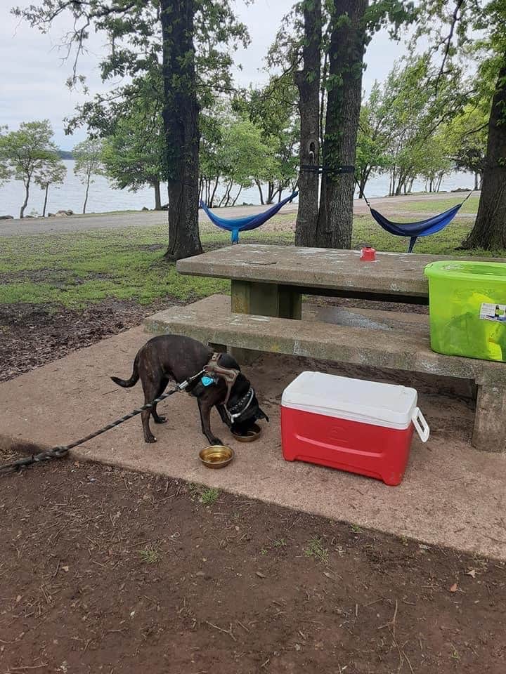 Krystal E.'s photo of camping with pets at Wind Point Park near Canton, TX