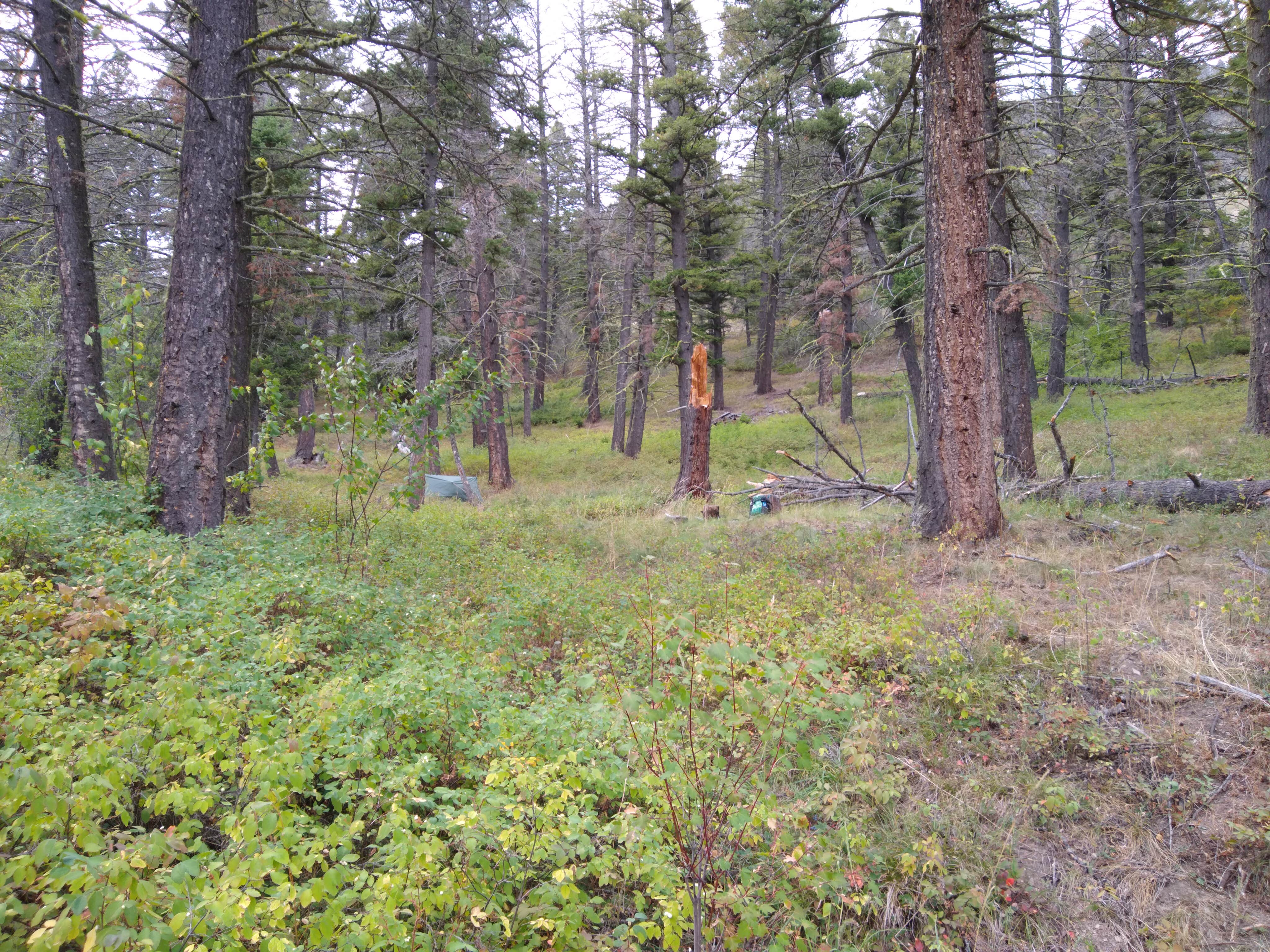 Camper-submitted photo at Refrigerator Canyon Back Country Camp Site near Canyon Ferry Lake