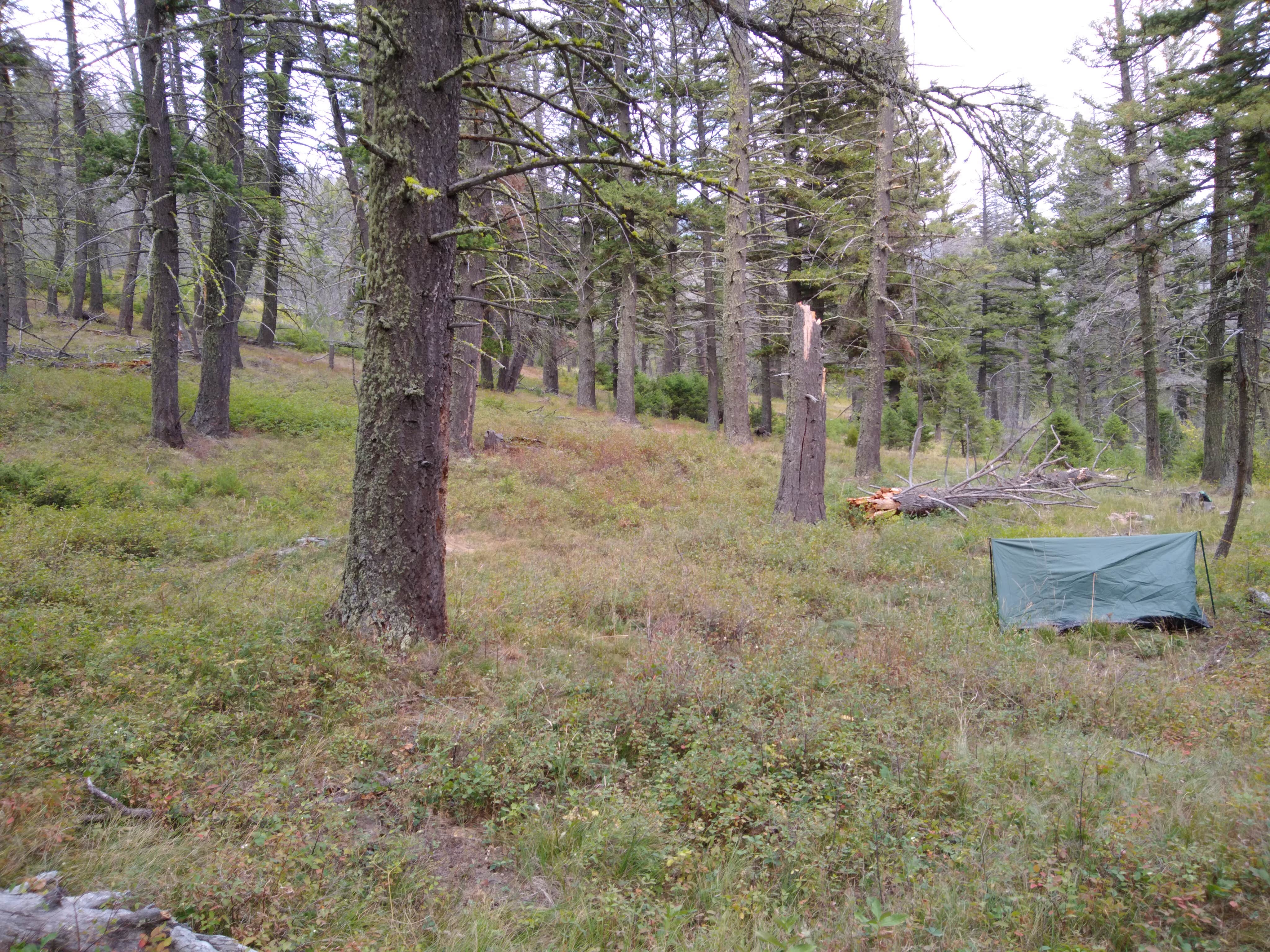 Dexter I.'s photo of a dispersed camping area at Refrigerator Canyon Back Country Camp Site near Cascade, MT