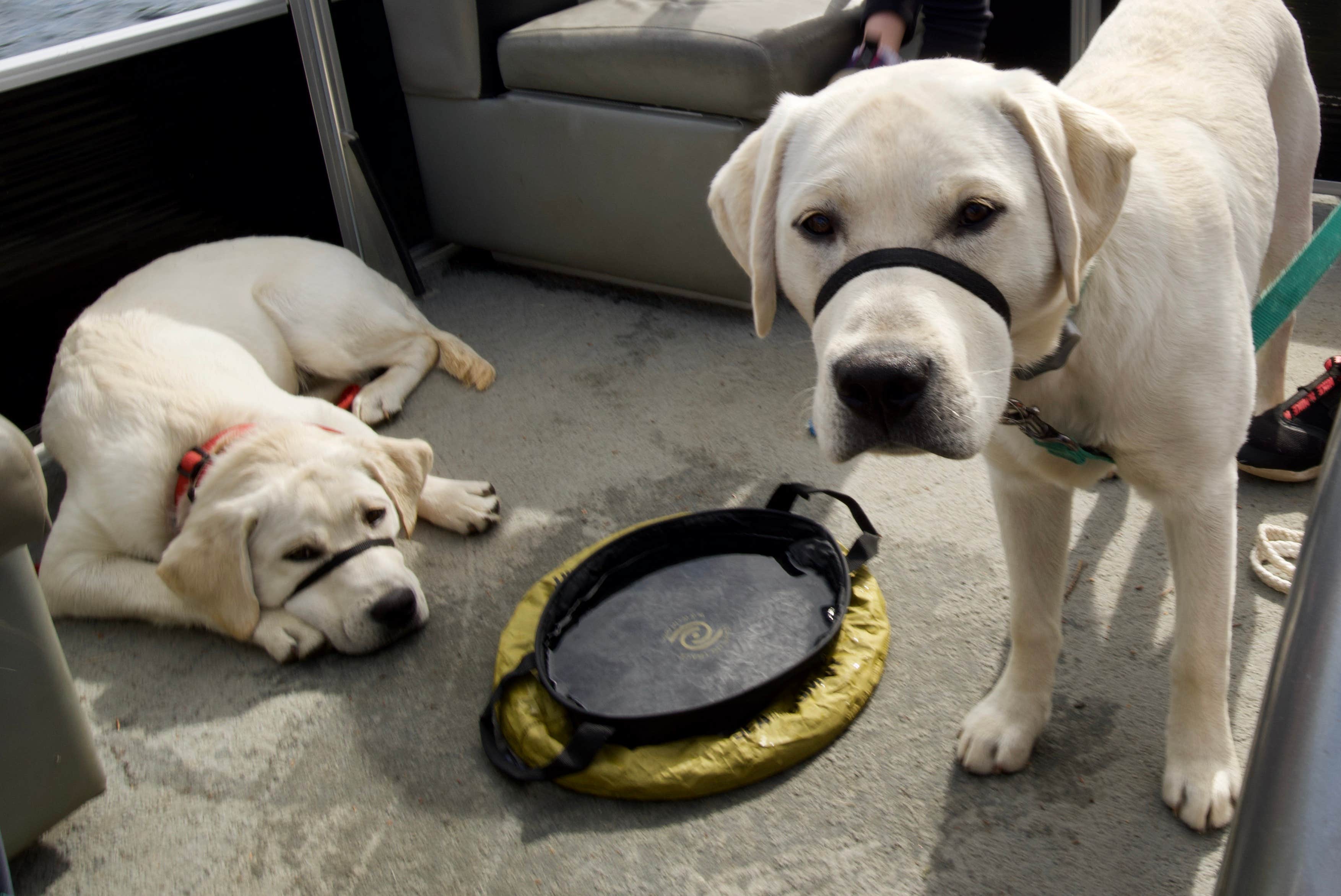 Jason S.'s photo of camping with pets at Gunflint Pines Resort and Campground near Grand Portage, MN