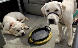Jason S.'s photo of camping with pets at Gunflint Pines Resort and Campground near Lutsen, MN