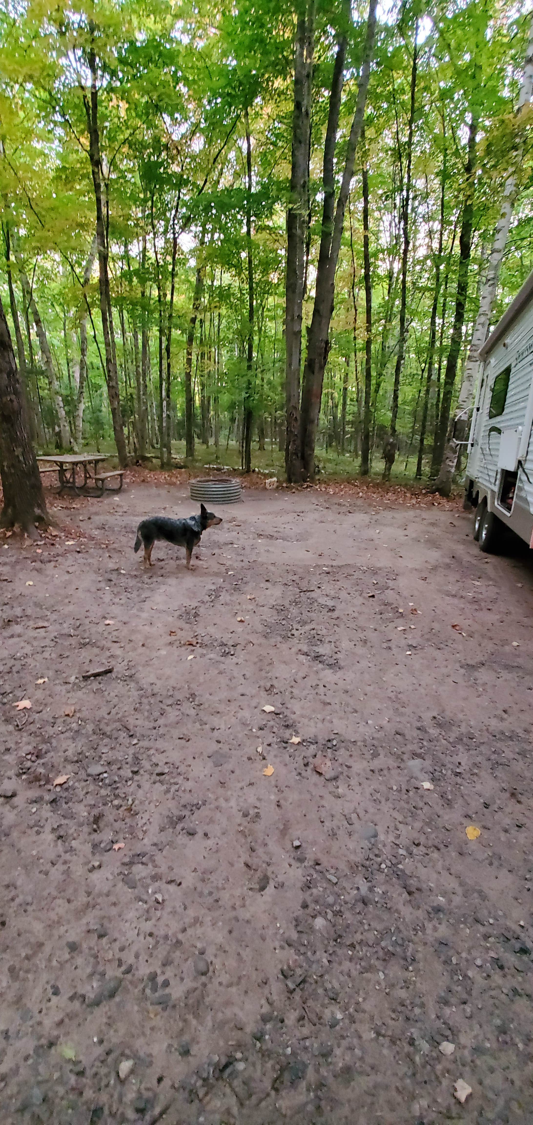 Devora  D.'s photo of camping with pets at Bewabic State Park Campground near Crystal Falls, MI