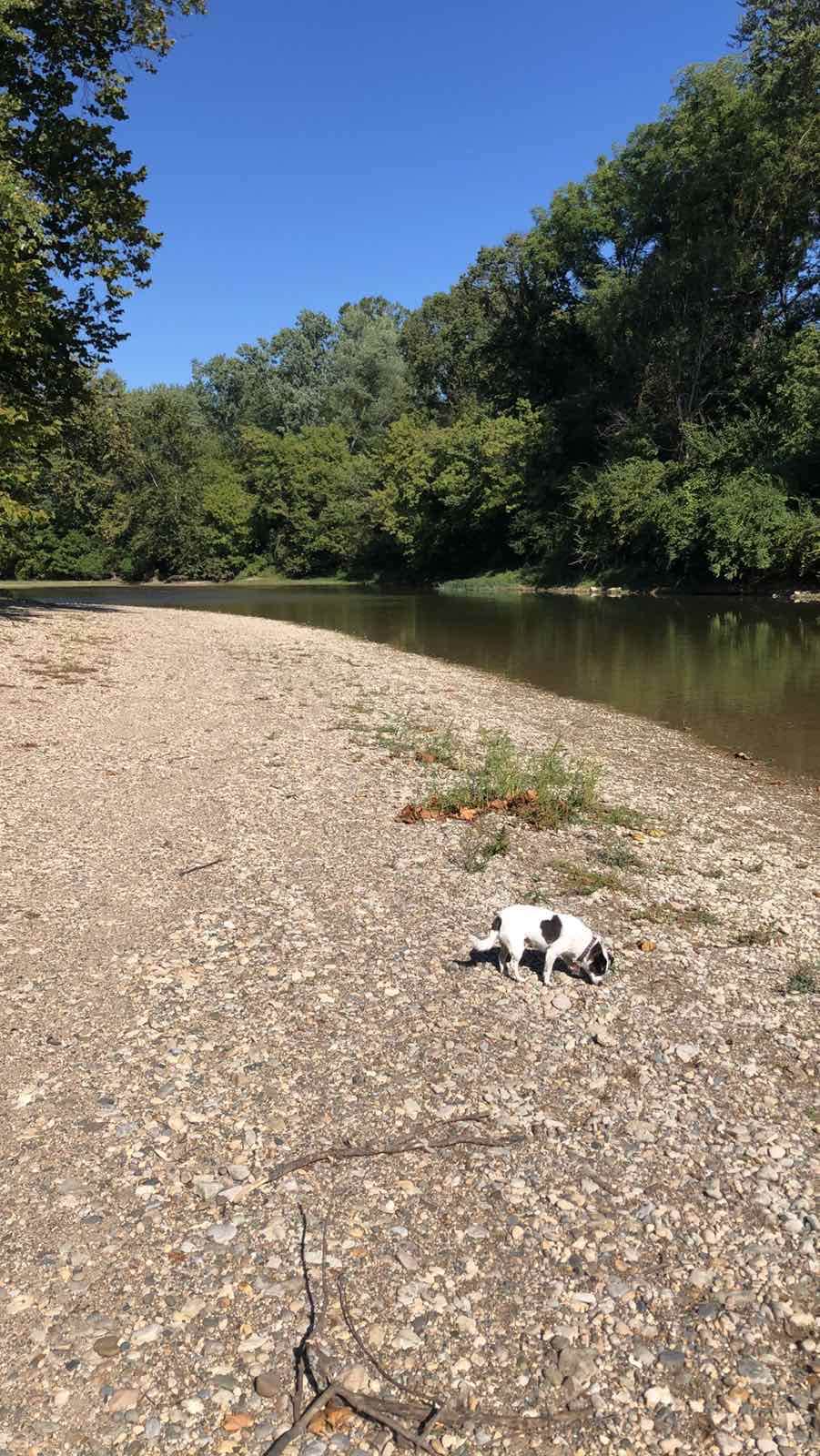 Gedy M.'s photo of camping with pets at Sugar Creek Campground and Canoe Rental LLC near Cicero, IN