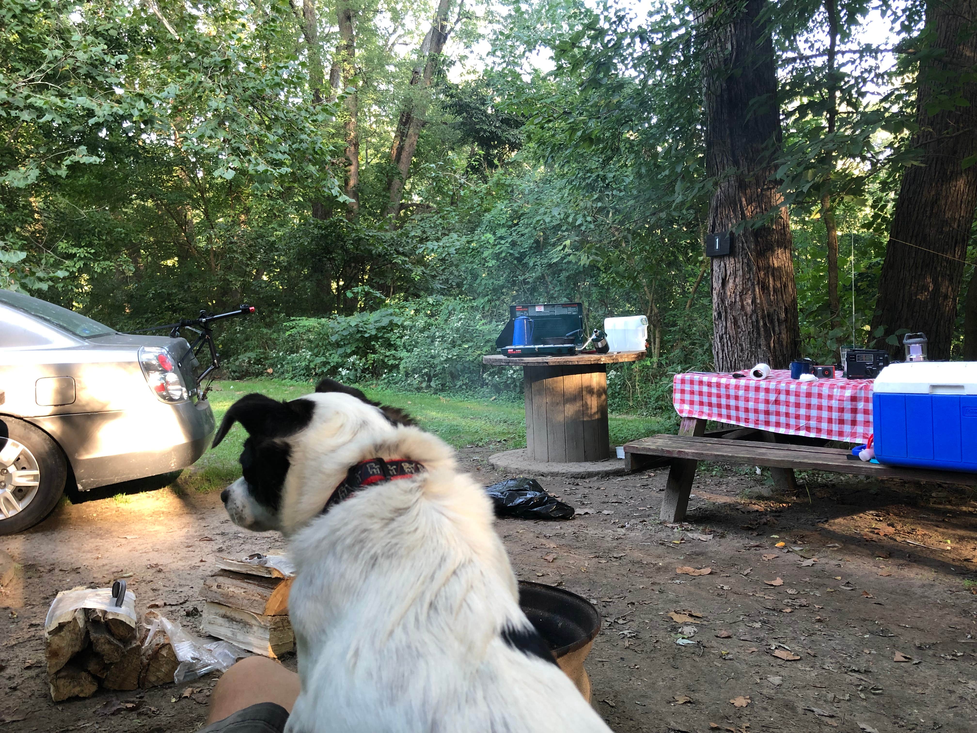 Gedy M.'s photo of camping with pets at Sugar Creek Campground and Canoe Rental LLC near Avon, IN