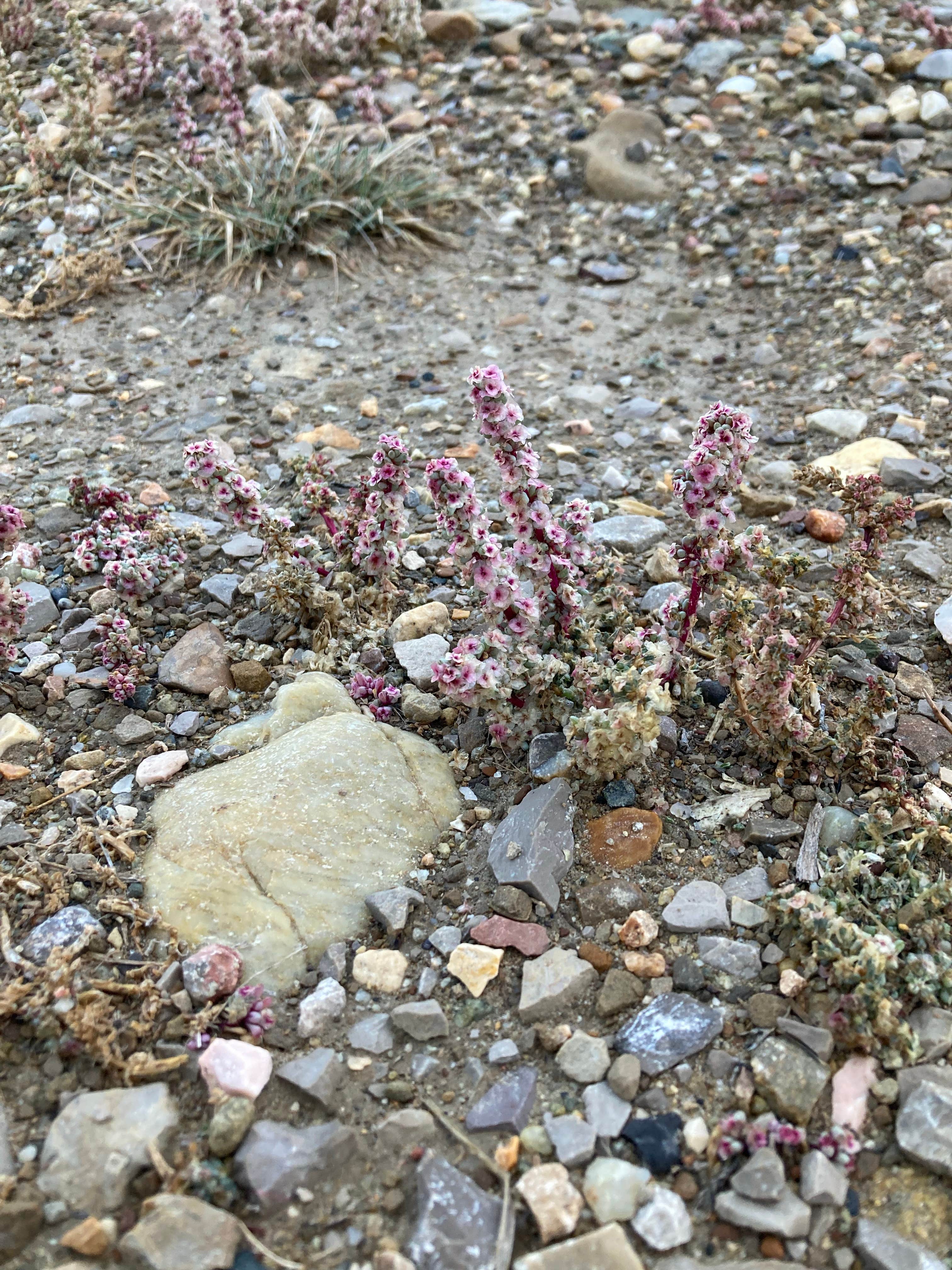 Camper submitted image from Teton Reservoir Campground - CLOSED - 3