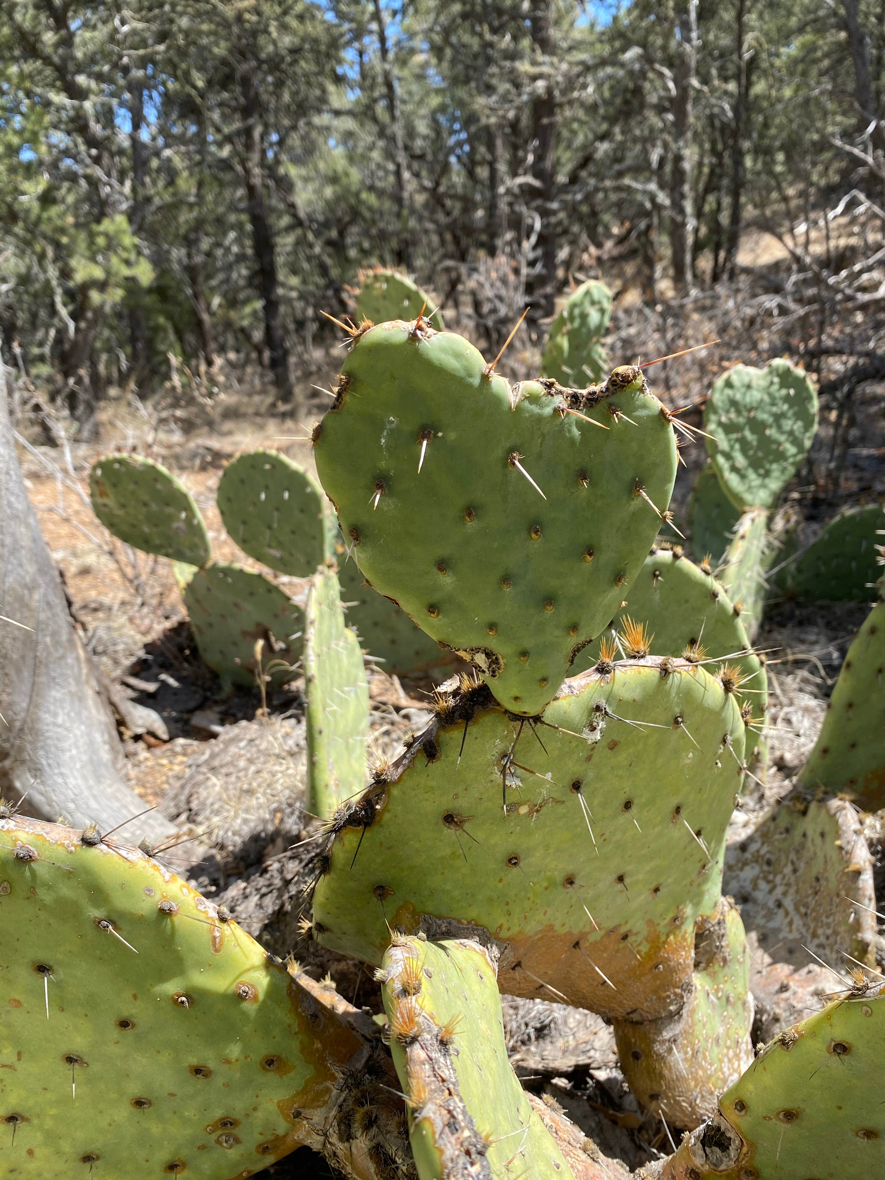 Camping near Slide Group Area Campground: Forest Road 634 - Dispersed Site, Lincoln National Forest, New Mexico