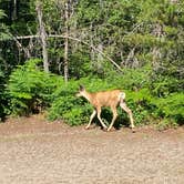 Review photo of Swains Lock Hiker-biker Overnight Campsite — Chesapeake and Ohio Canal National Historical Park by Aakansha J., September 30, 2021