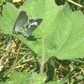 Review photo of Swains Lock Hiker-biker Overnight Campsite — Chesapeake and Ohio Canal National Historical Park by Aakansha J., September 30, 2021