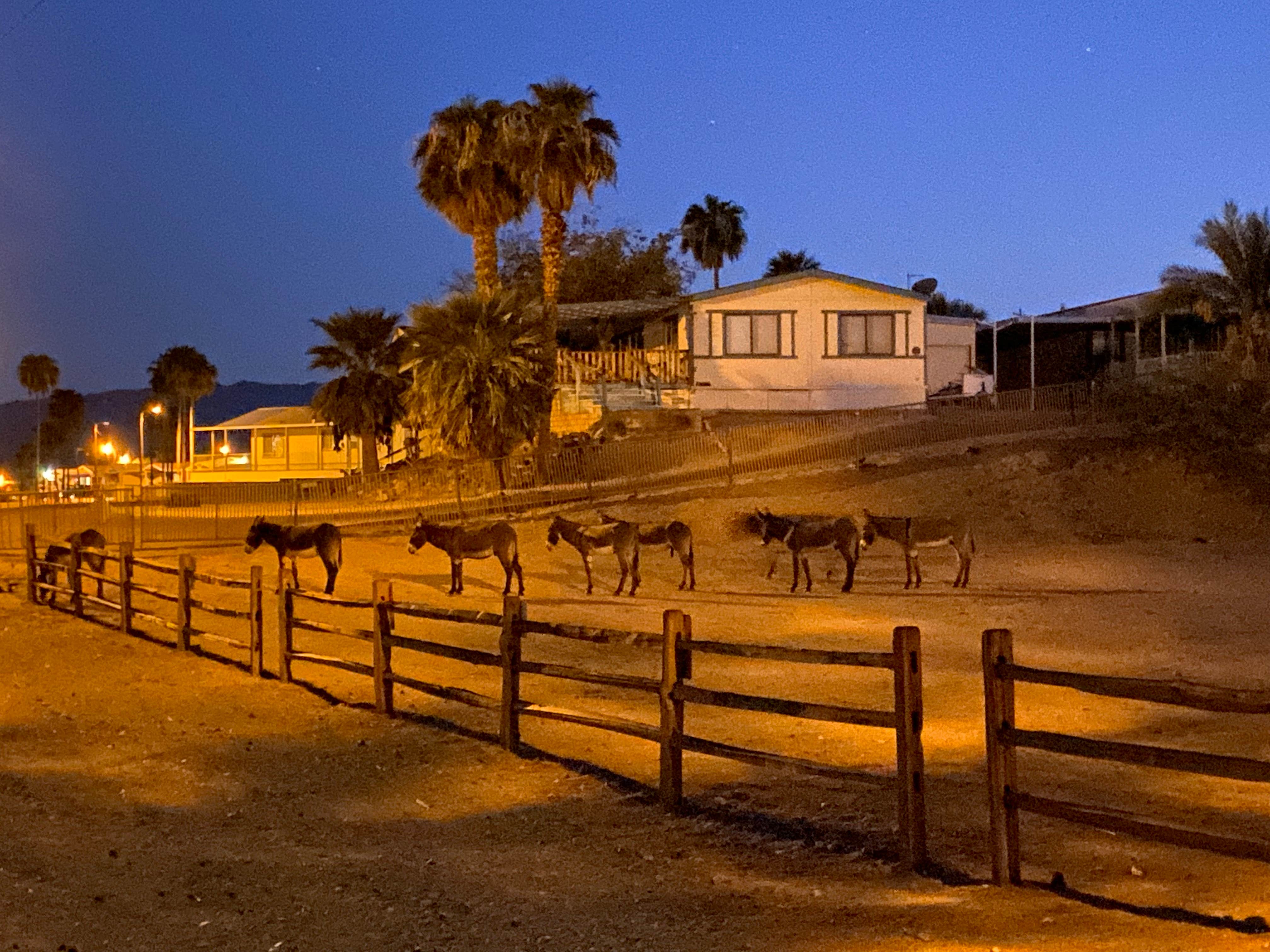 Camper submitted image from Havasu Landing Resort & Casino Campground - 5