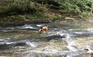 Brian D.'s photo of camping with pets at Corinth Recreation Area near Decatur, AL