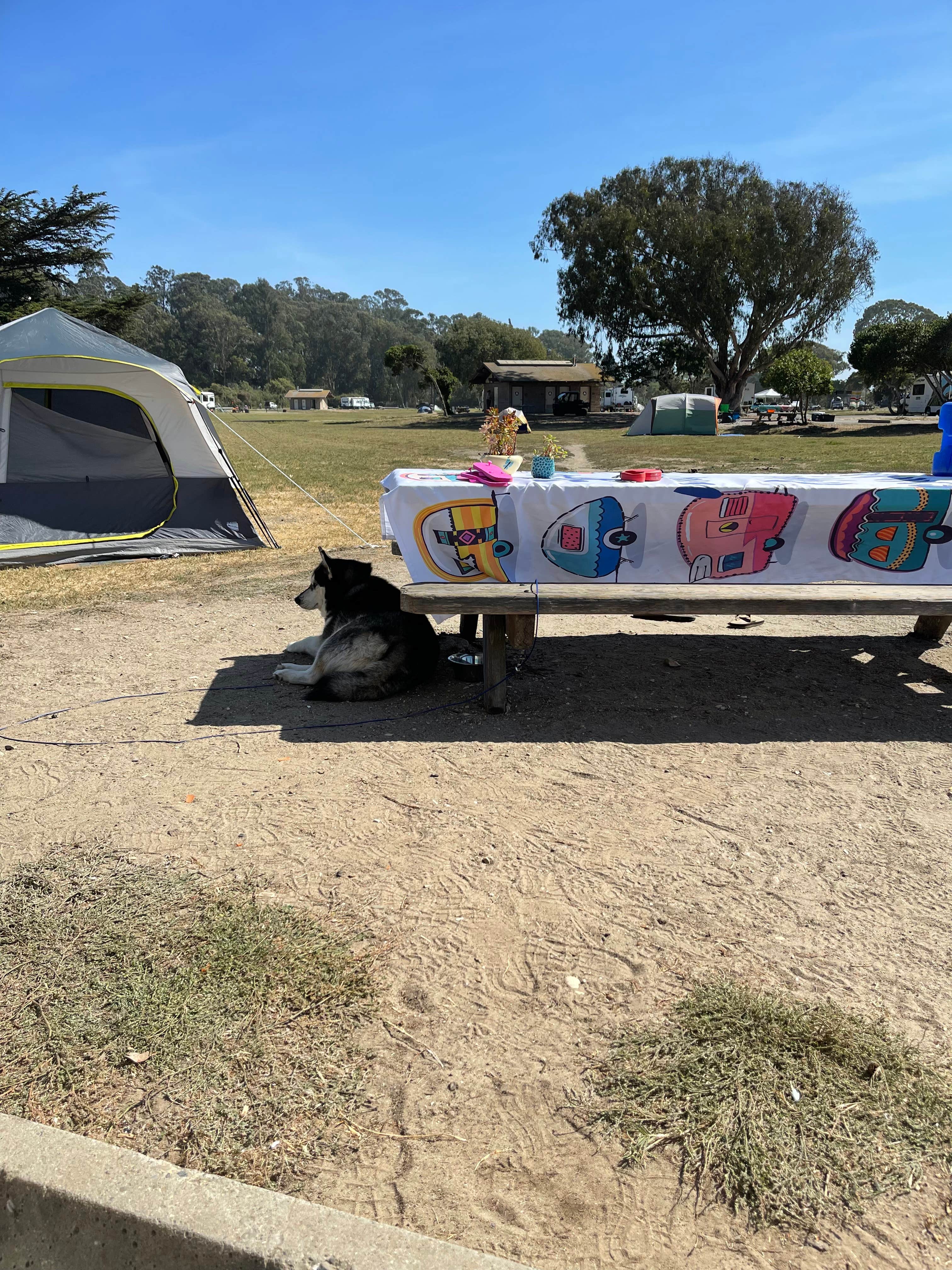 Vicki S.'s photo at Oceano Campground — Pismo State Beach near Santa Maria, CA