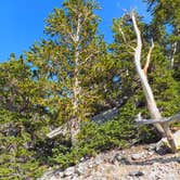 Review photo of Wheeler Peak Campground — Great Basin National Park by Tom K., July 1, 2018