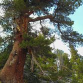 Review photo of Wheeler Peak Campground — Great Basin National Park by Tom K., July 1, 2018