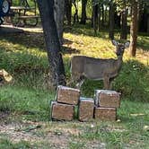 Review photo of Lake of the Ozarks State Park Campground by Shannon G., October 1, 2021