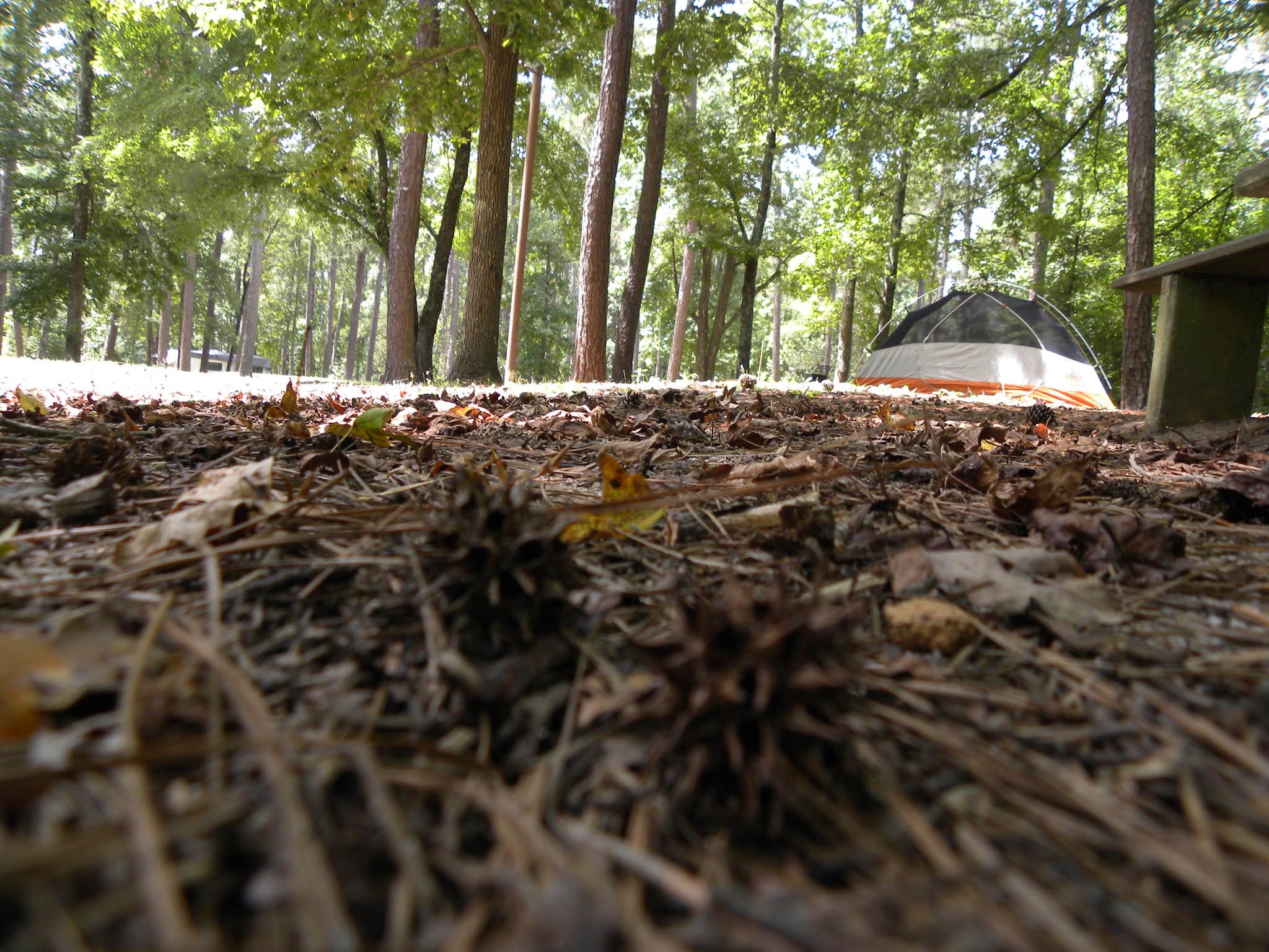 Myron C.'s photo at Brick House Campground (Sc) — Francis Marion And Sumter National Forests near Kinards, SC