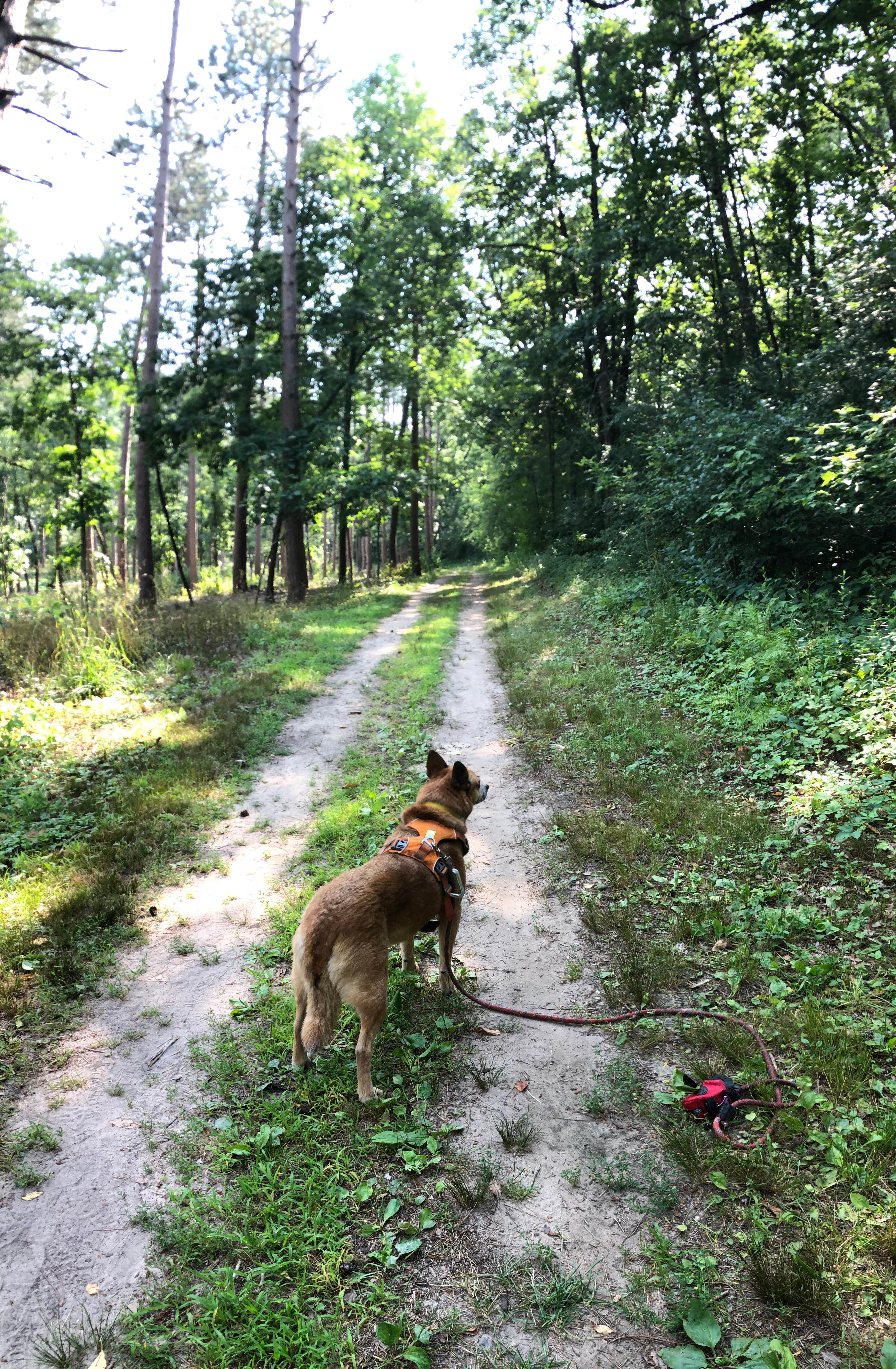 Art S.'s photo of camping with pets at Pinewoods Campground — Kettle Moraine State Forest-Southern Unit near Milwaukee, WI