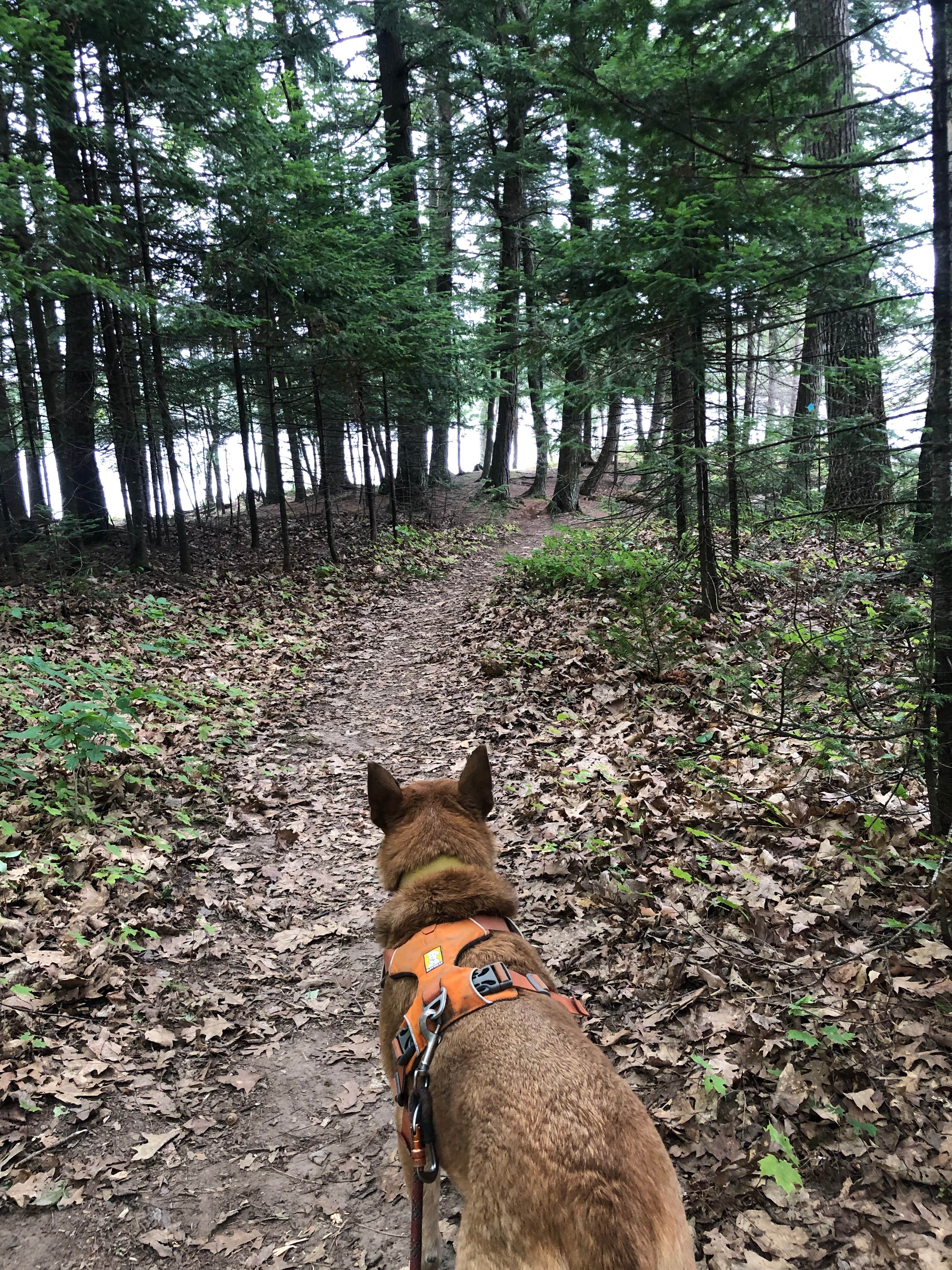Art S.'s photo of camping with pets at Laura Lake Recreation Area near Townsend, WI